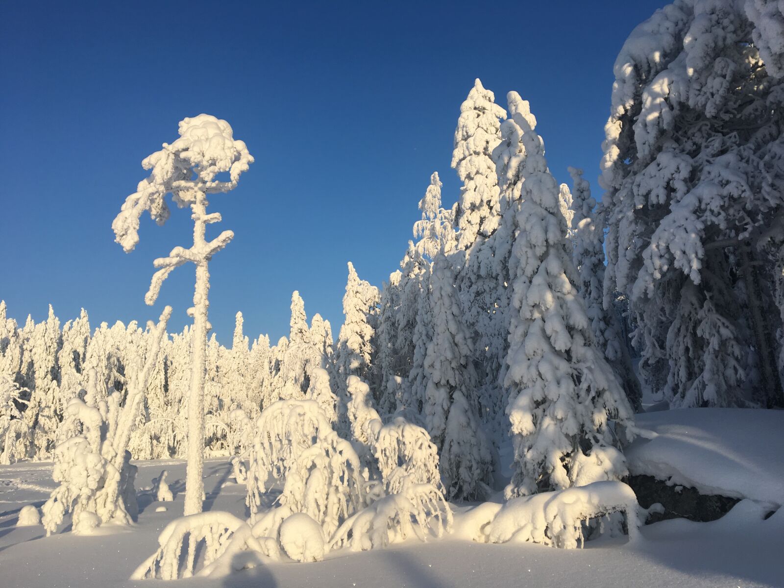 Apple iPhone 6s sample photo. Vuokatti, finland, winter photography