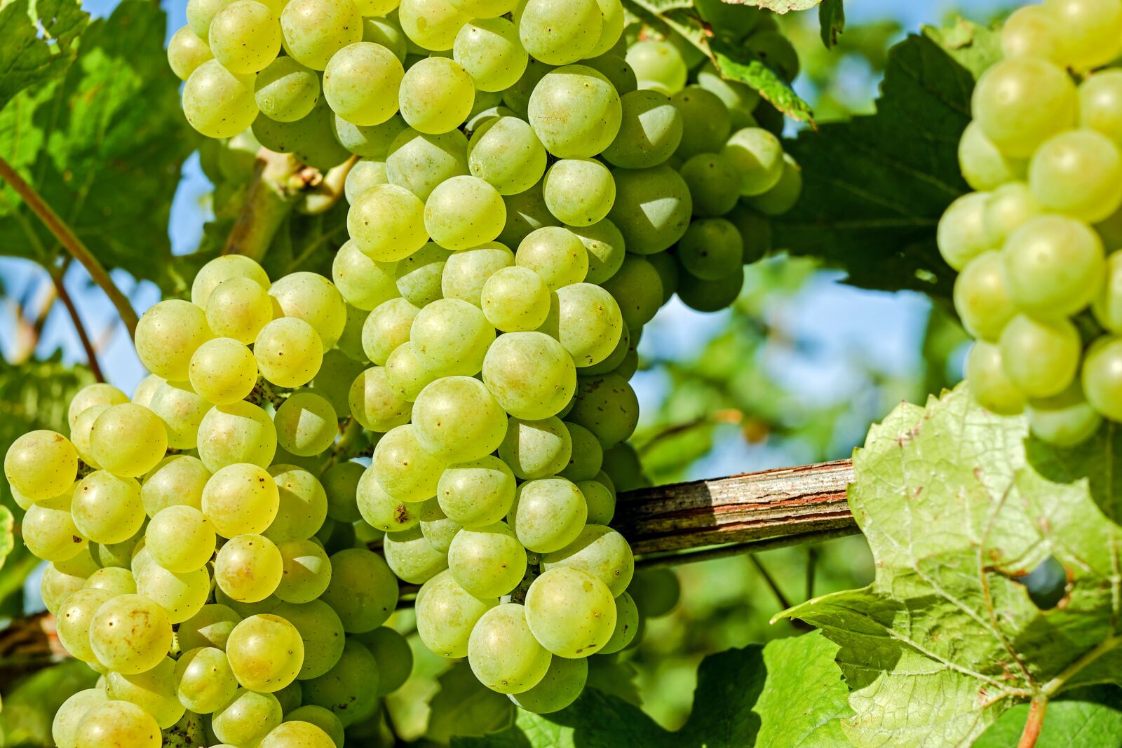 Fujifilm X-T10 + Fujifilm XF 35mm F1.4 R sample photo. Grapes, fruit, winegrowing photography