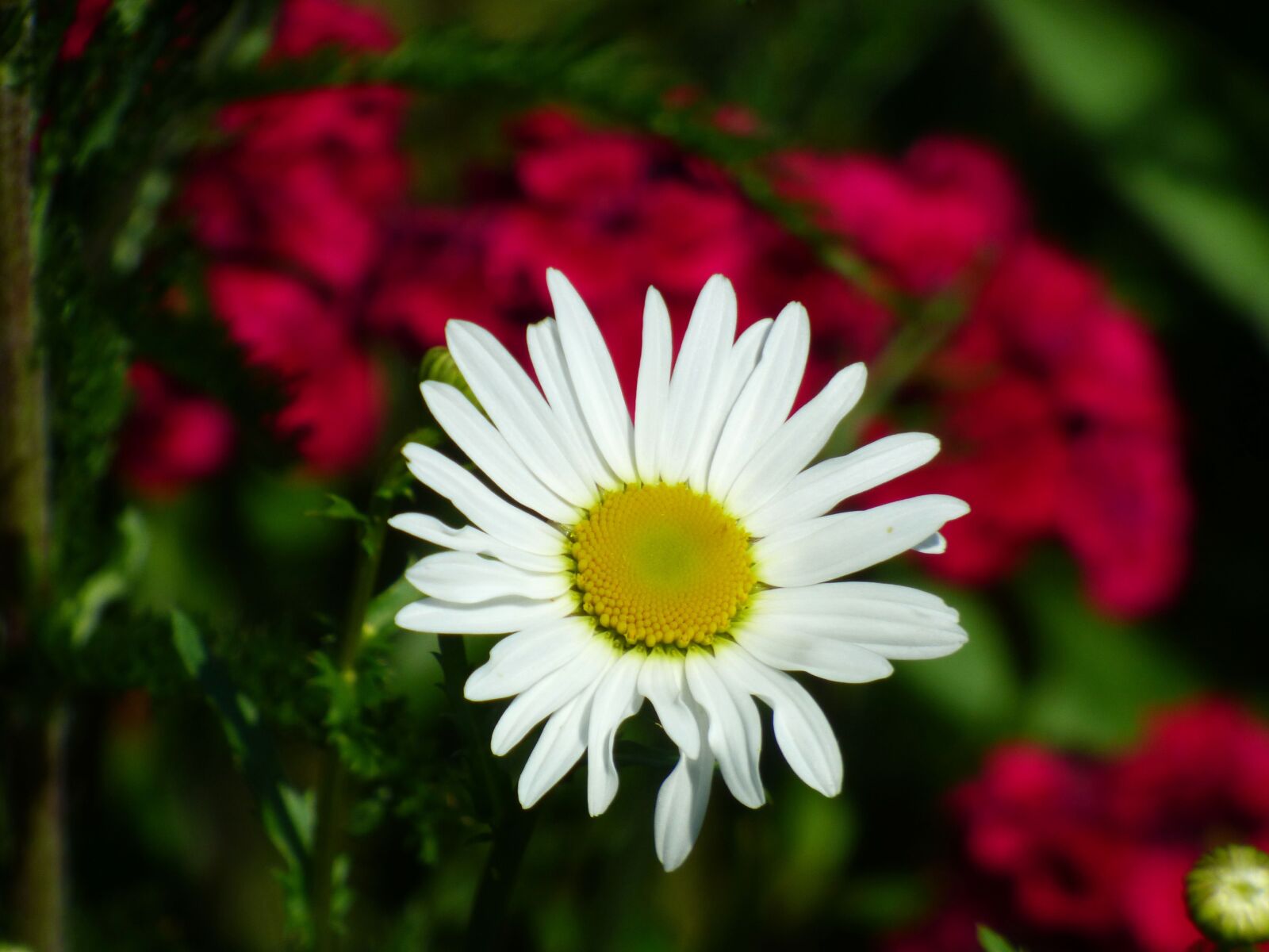 Panasonic DMC-FZ72 sample photo. Marguerite, flower, spring photography