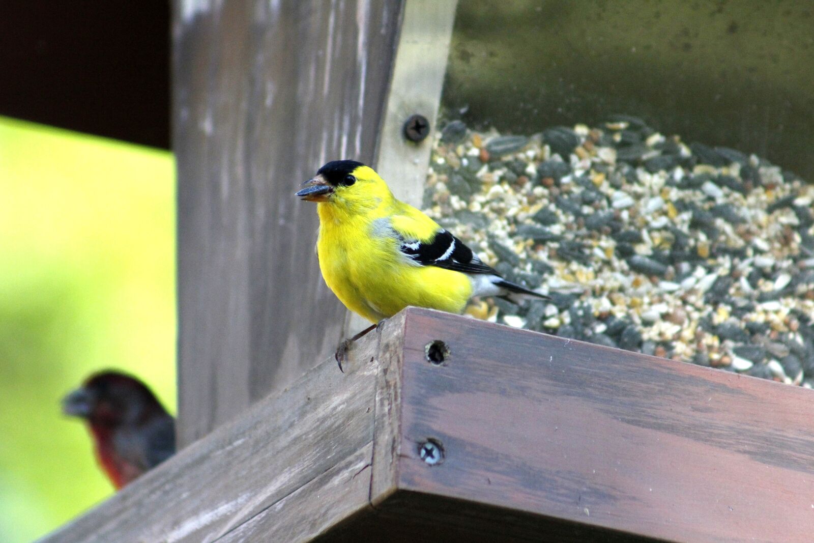Canon EOS 550D (EOS Rebel T2i / EOS Kiss X4) sample photo. Bird, wildlife, nature photography