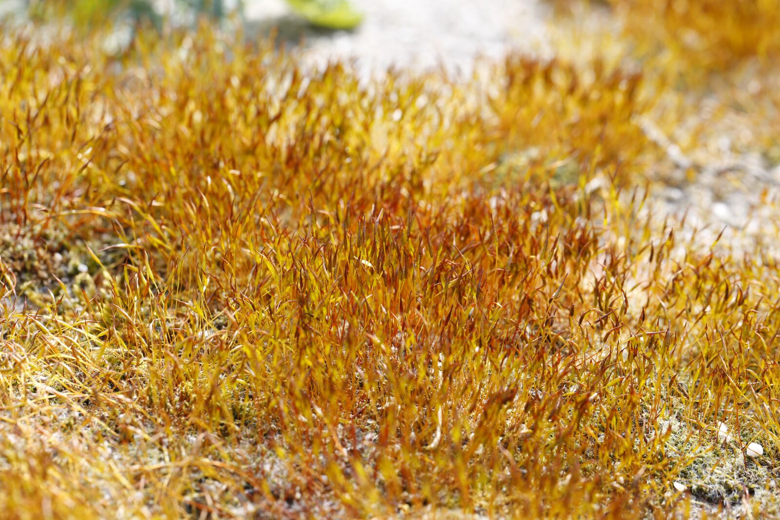 Canon EF 100mm F2.8L Macro IS USM sample photo. Moss, plant, ground photography