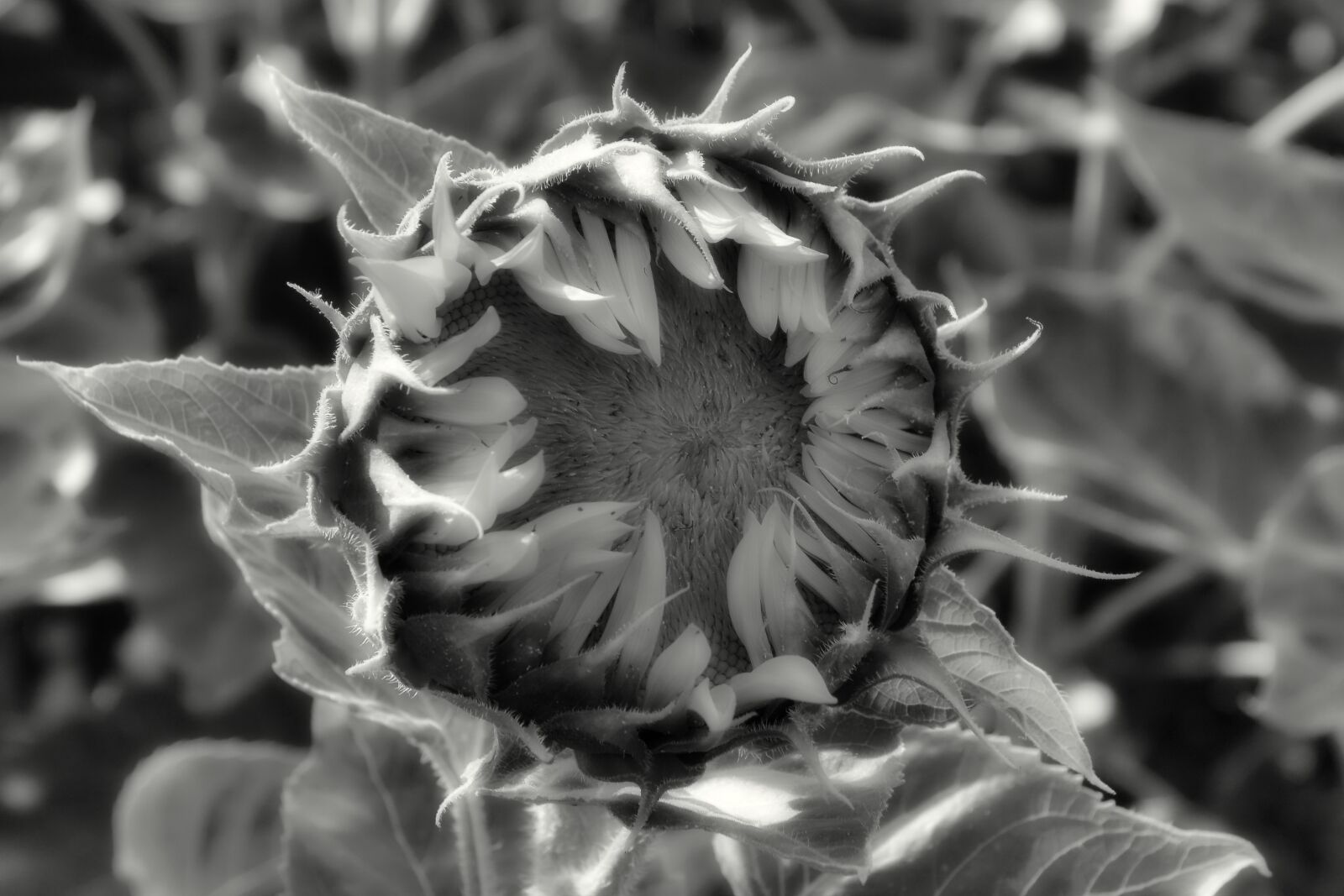 Nikon D3200 sample photo. Sunflower, bud, summer photography