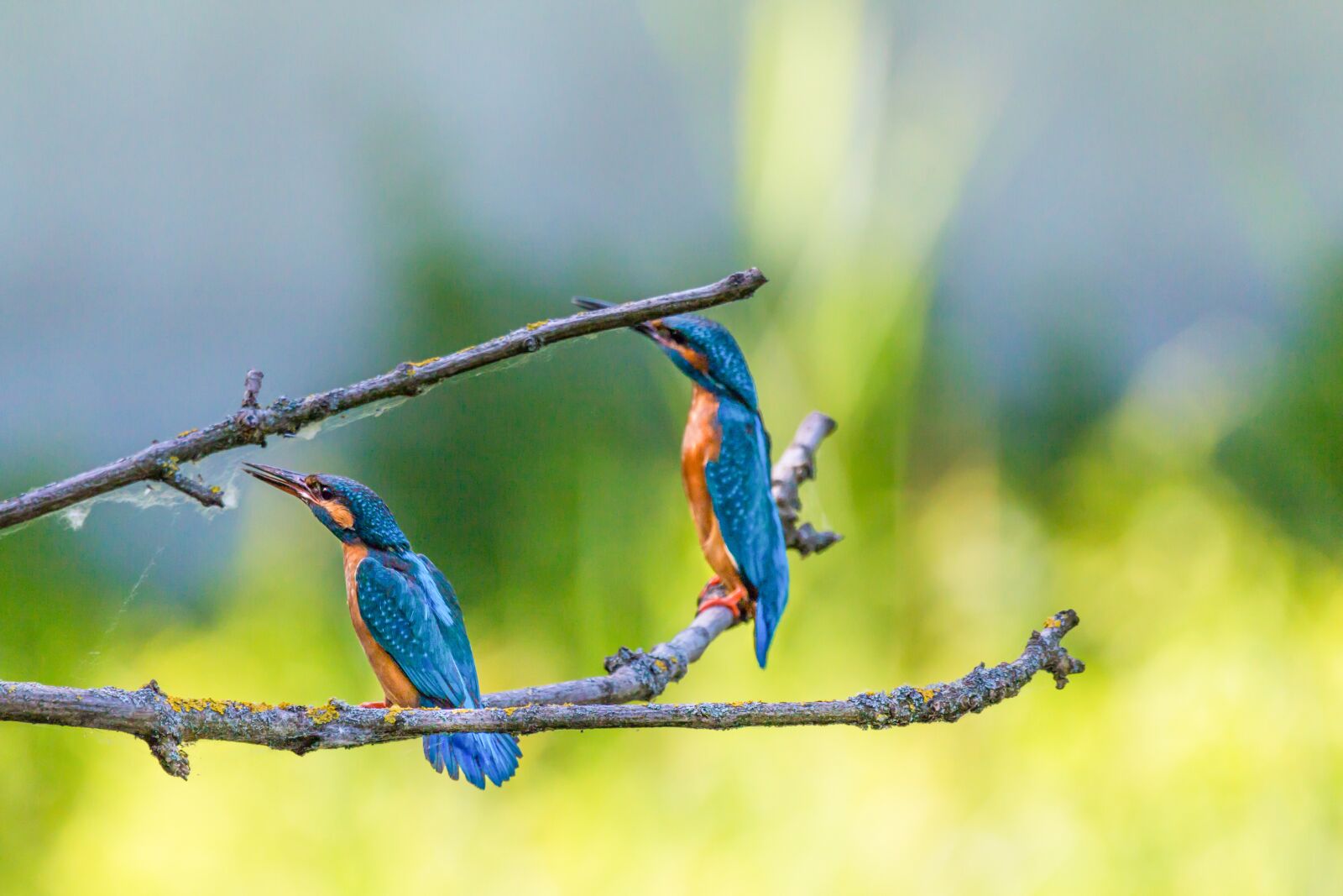 150-600mm F5-6.3 DG OS HSM | Contemporary 015 sample photo. Kingfisher, bird, colorful photography