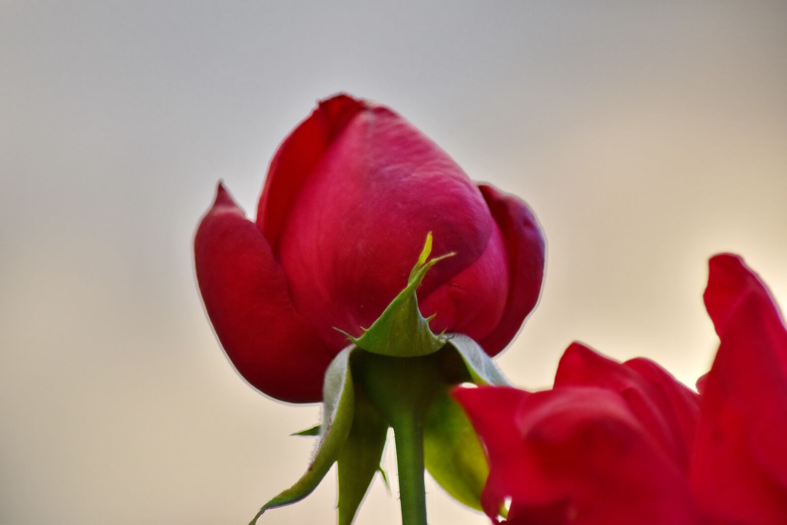 Nikon D5500 sample photo. Close-up, detail, flower bud photography