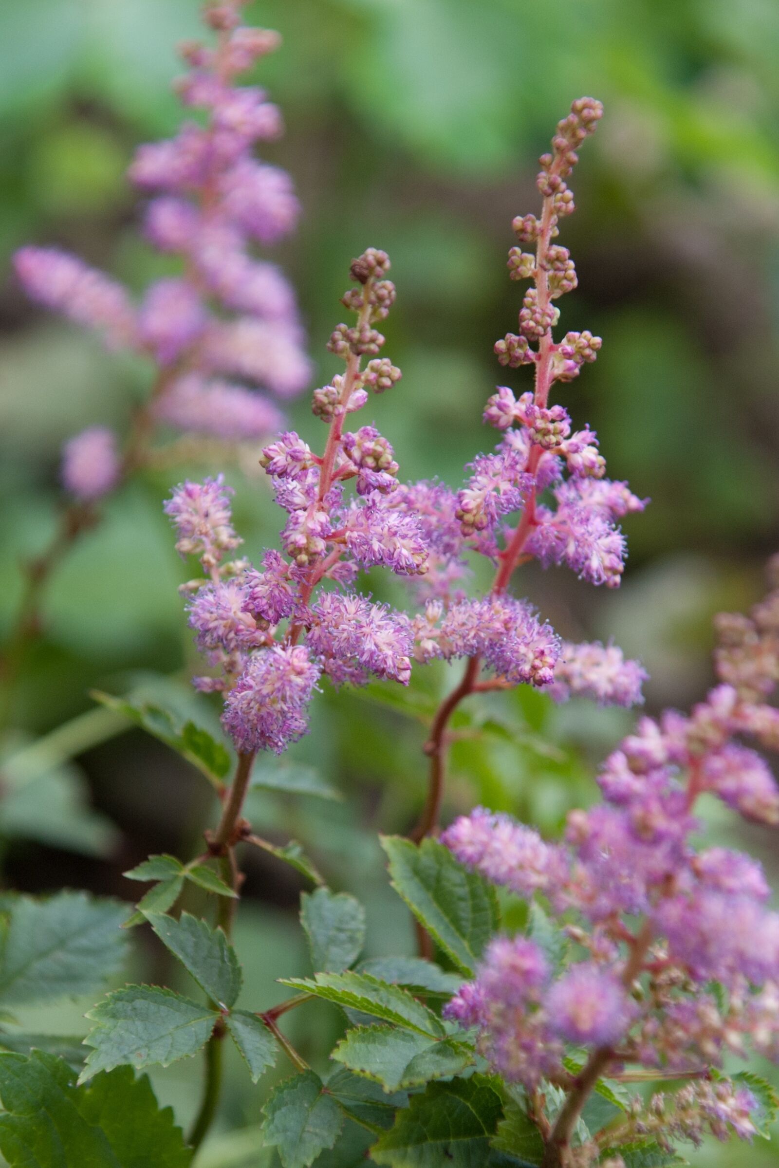Sony DT 16-105mm F3.5-5.6 sample photo. Meadowsweet, pink flower, herbs photography