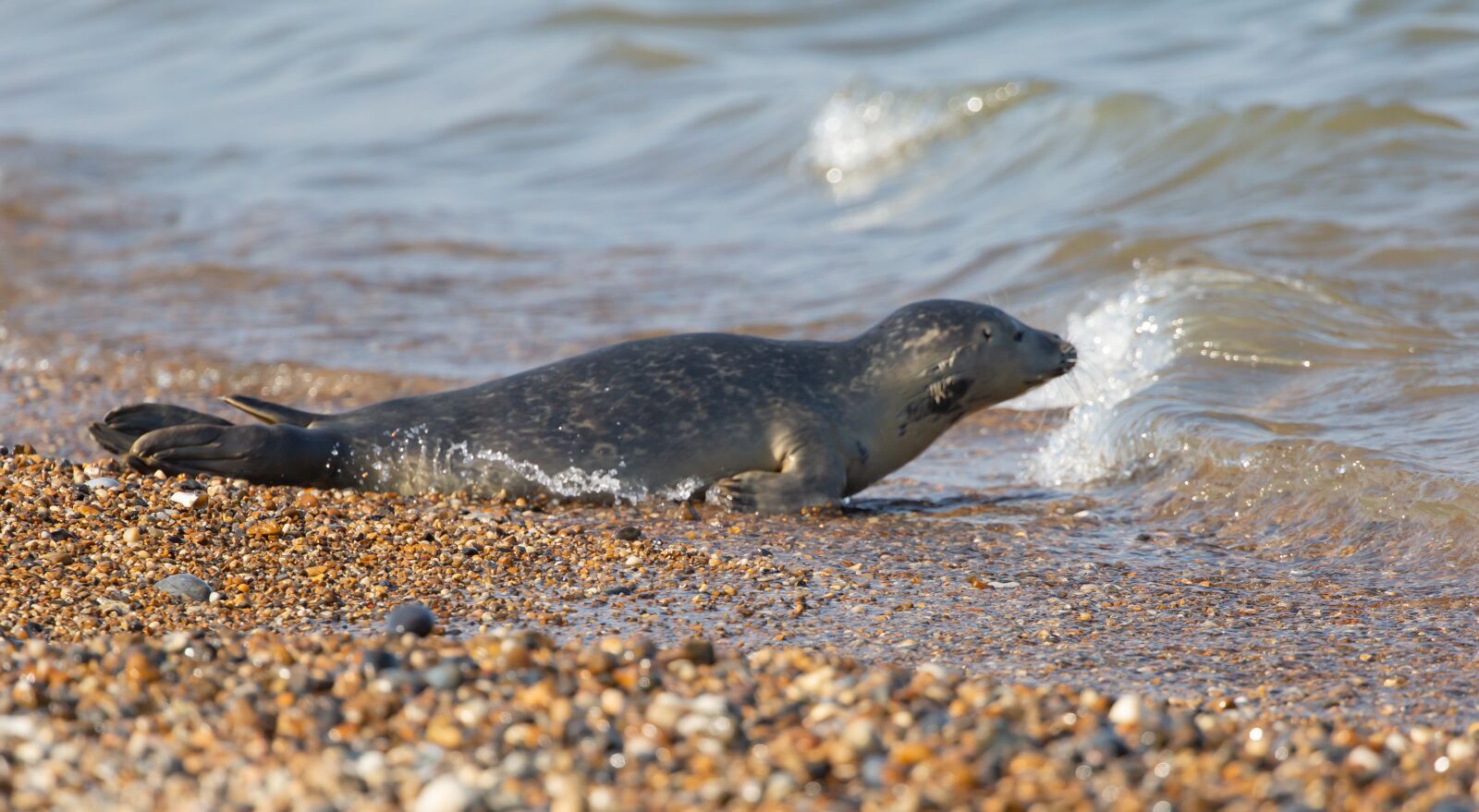 Canon EOS 5D Mark III sample photo. Seal pup, seal, beach photography