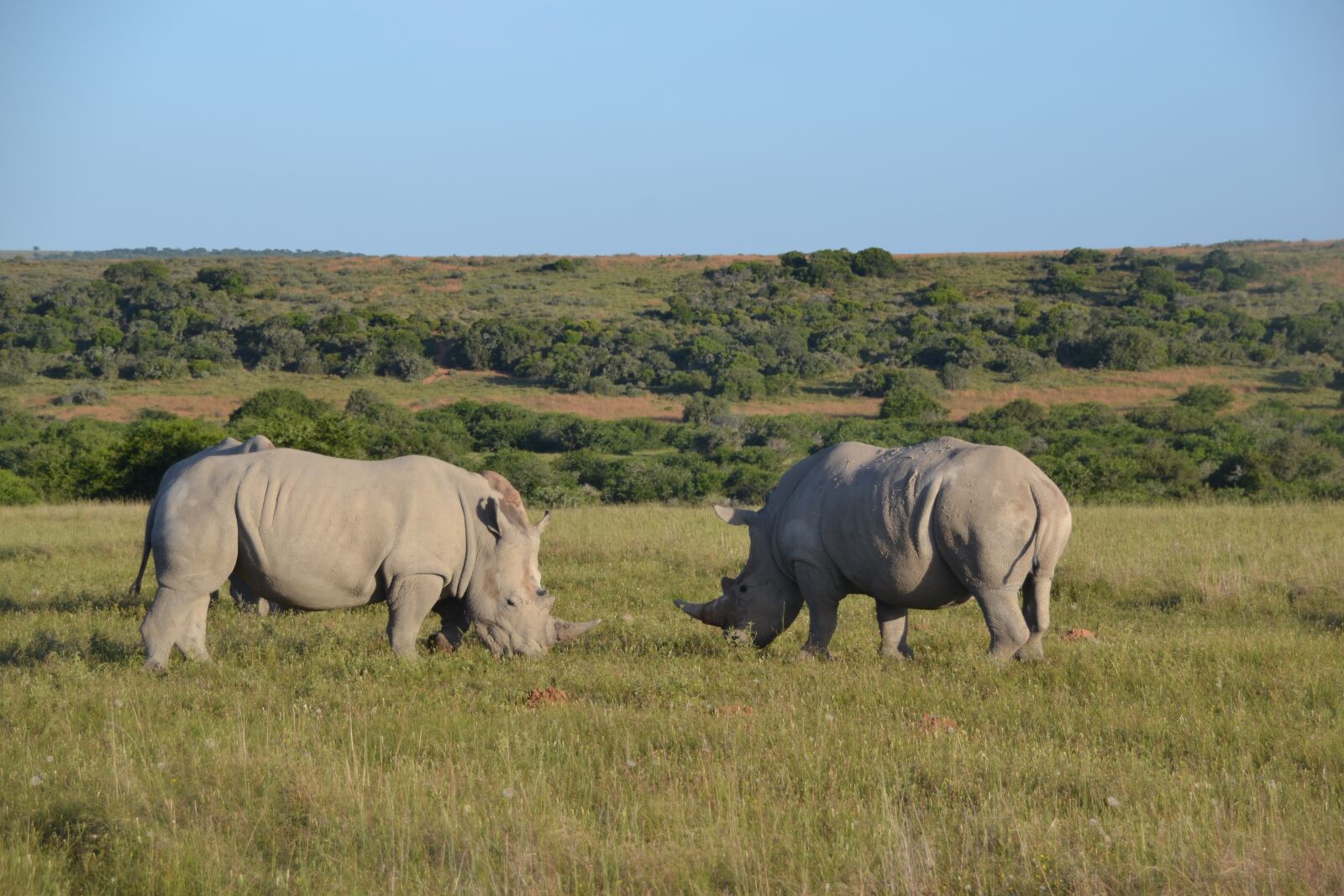 Nikon D3100 sample photo. Rhino, safari, africa photography