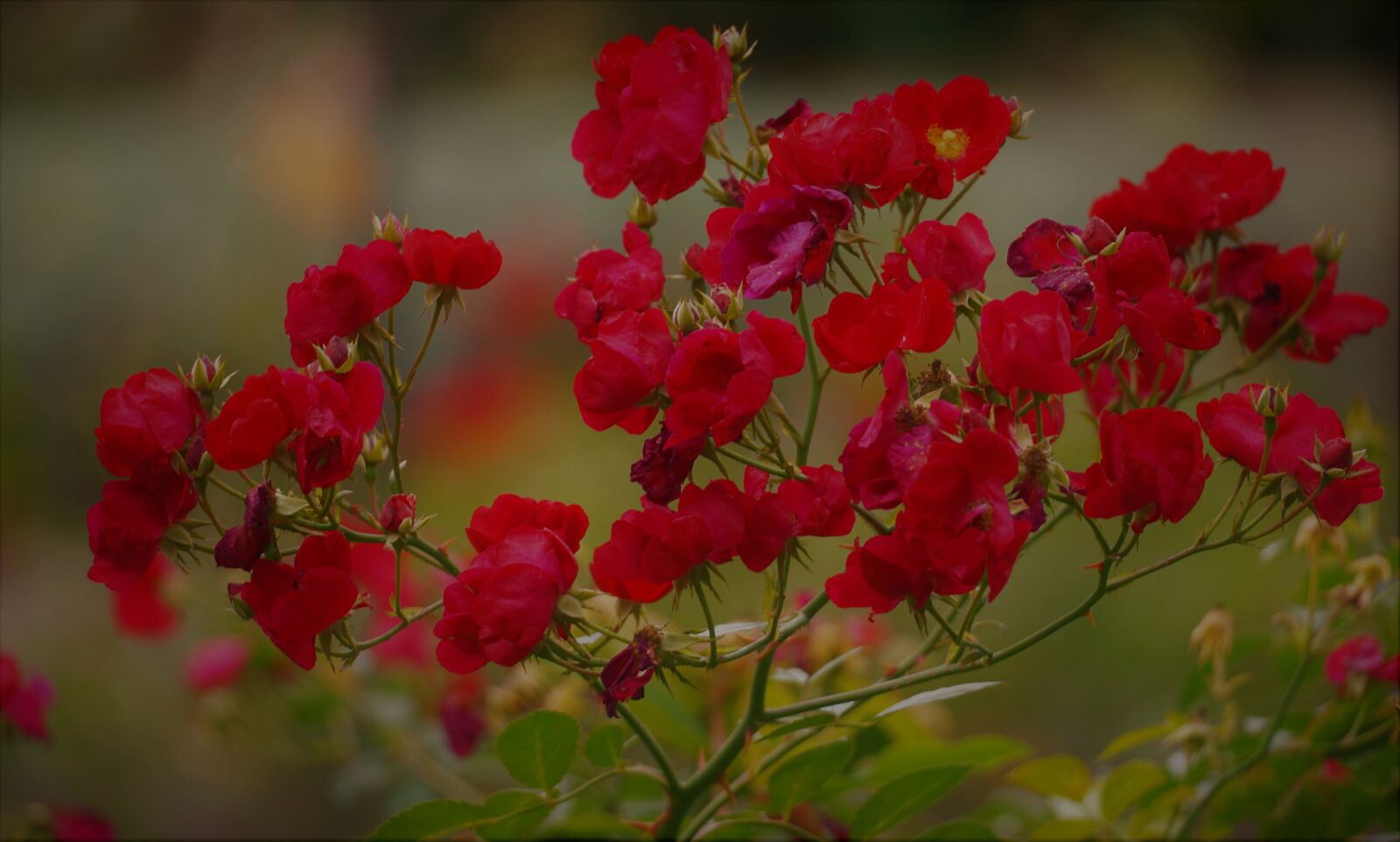 Sony a6000 + Sony E 70-350mm F4.5-6.3 G OSS sample photo. Rosebush, red roses, red photography