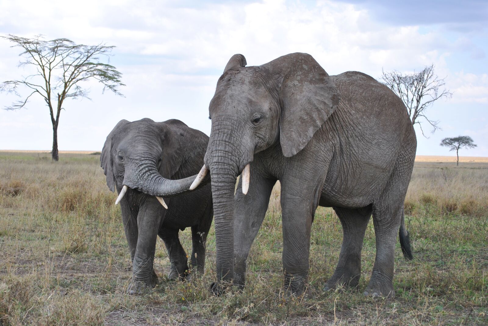 Nikon D3000 sample photo. Africa, tanzania, national park photography