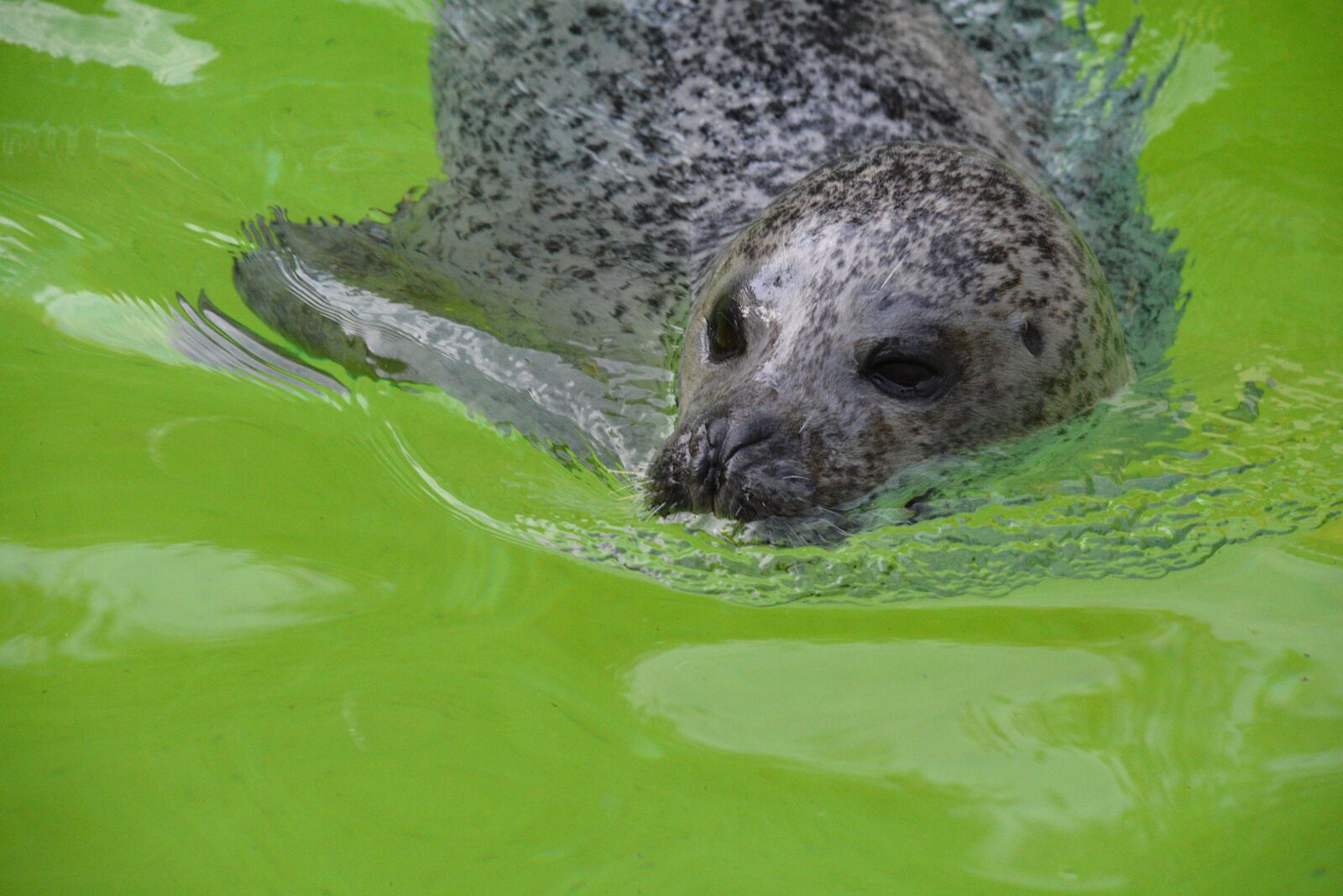Nikon D7100 sample photo. Seal, zoo, robbe photography