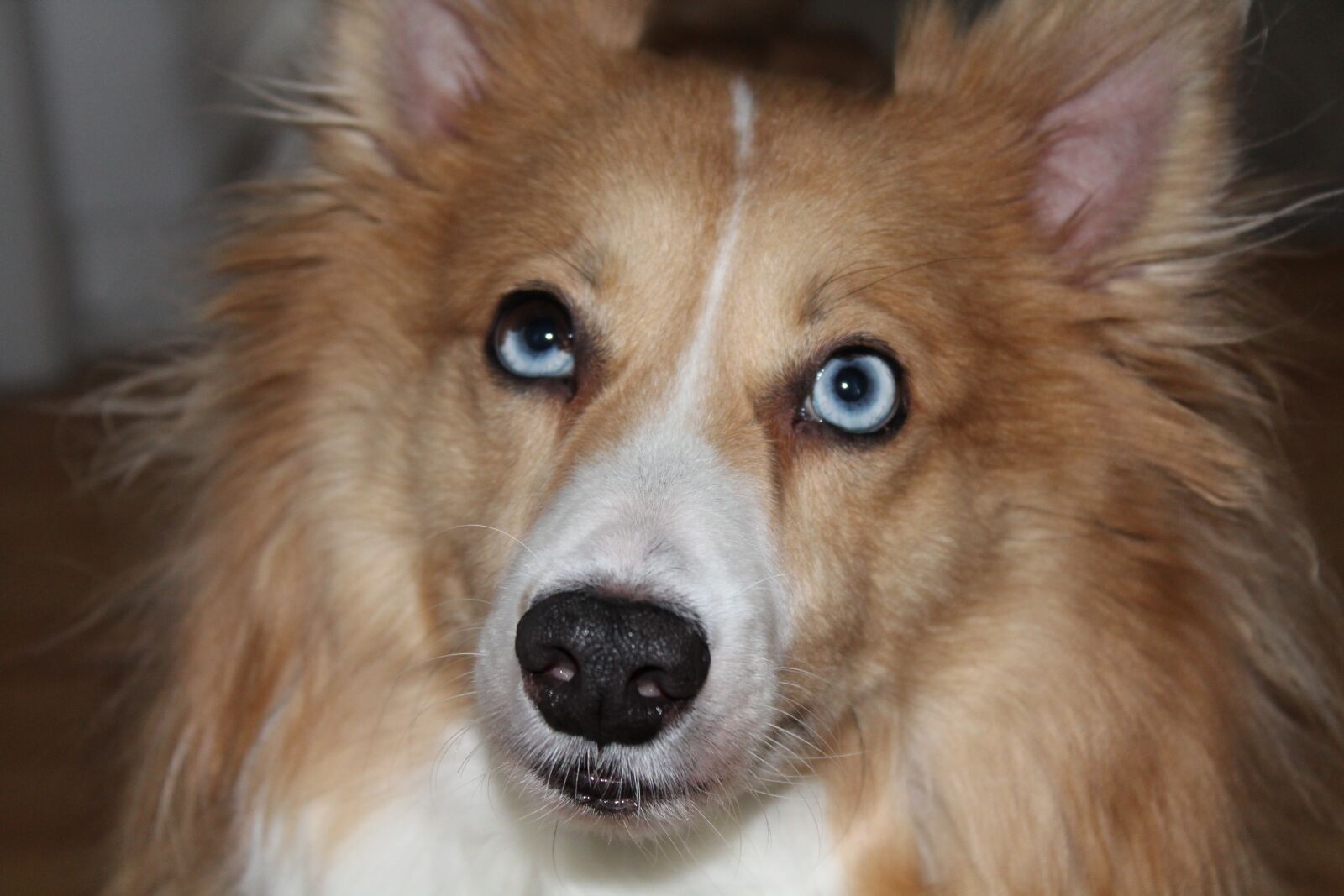 Canon EOS 1200D (EOS Rebel T5 / EOS Kiss X70 / EOS Hi) sample photo. Dog, mammal, canine photography