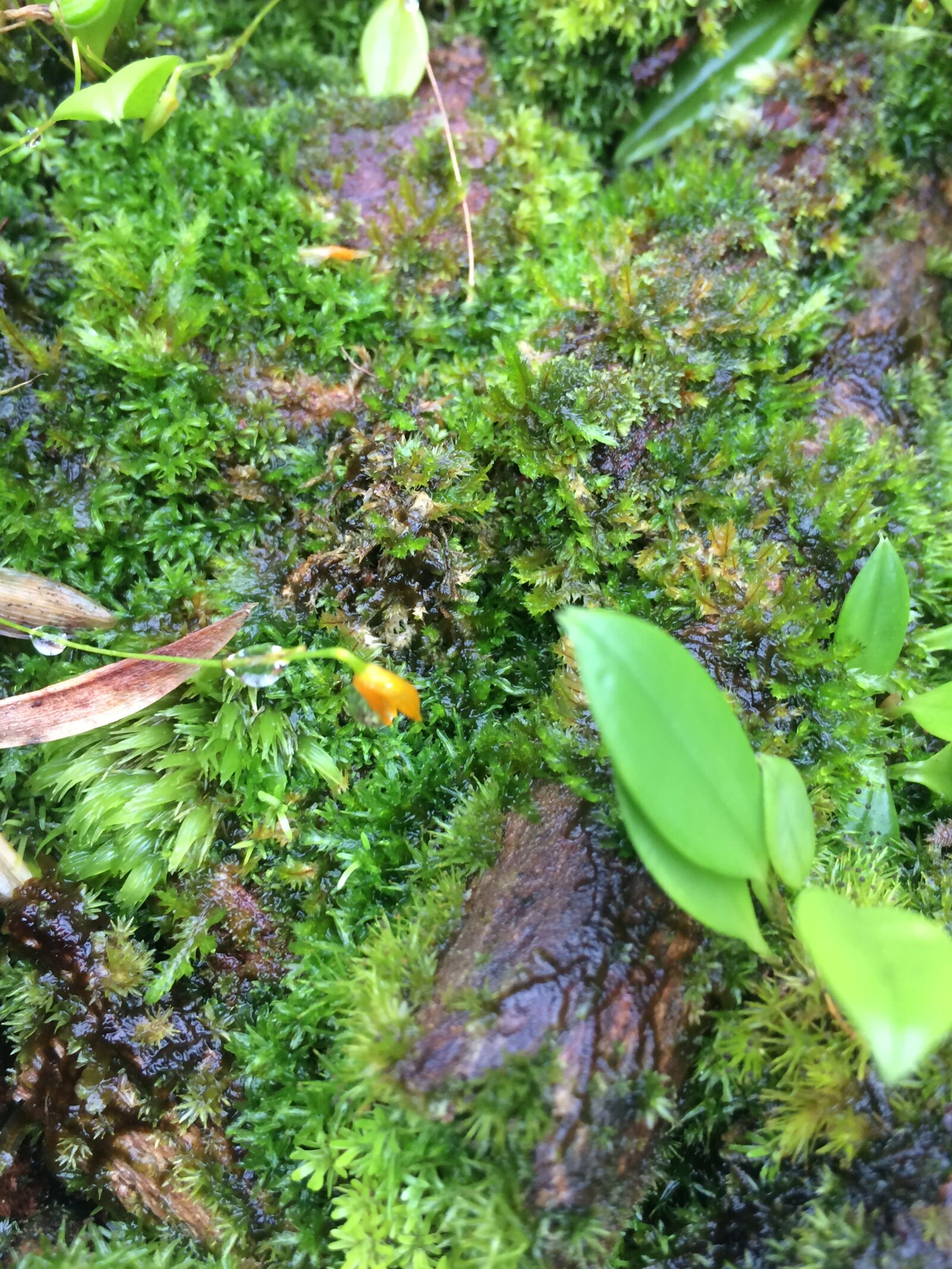 iPhone 5s back camera 4.15mm f/2.2 sample photo. Nature, musa, manaus photography