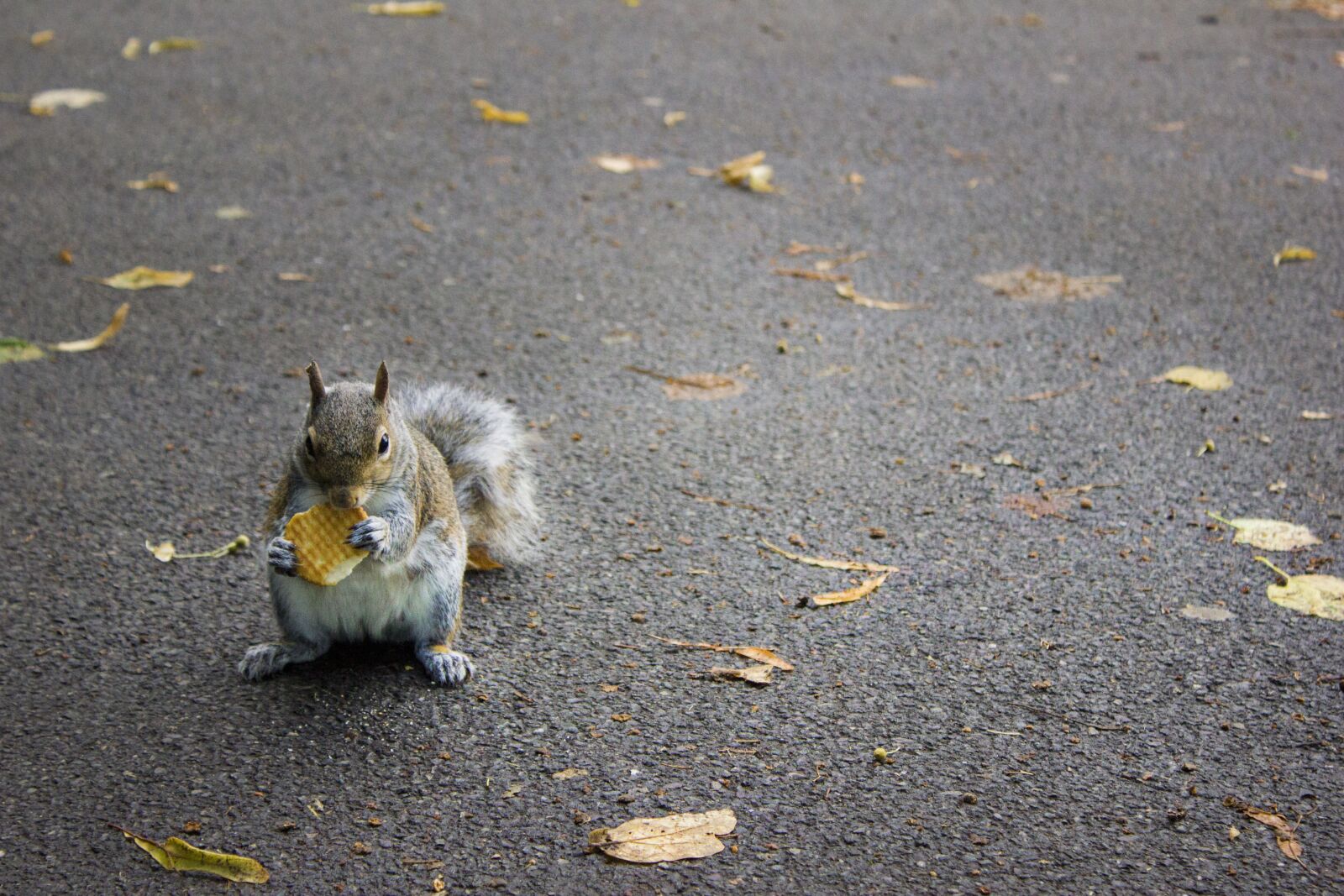 Canon EOS 550D (EOS Rebel T2i / EOS Kiss X4) sample photo. Park, london, gita photography