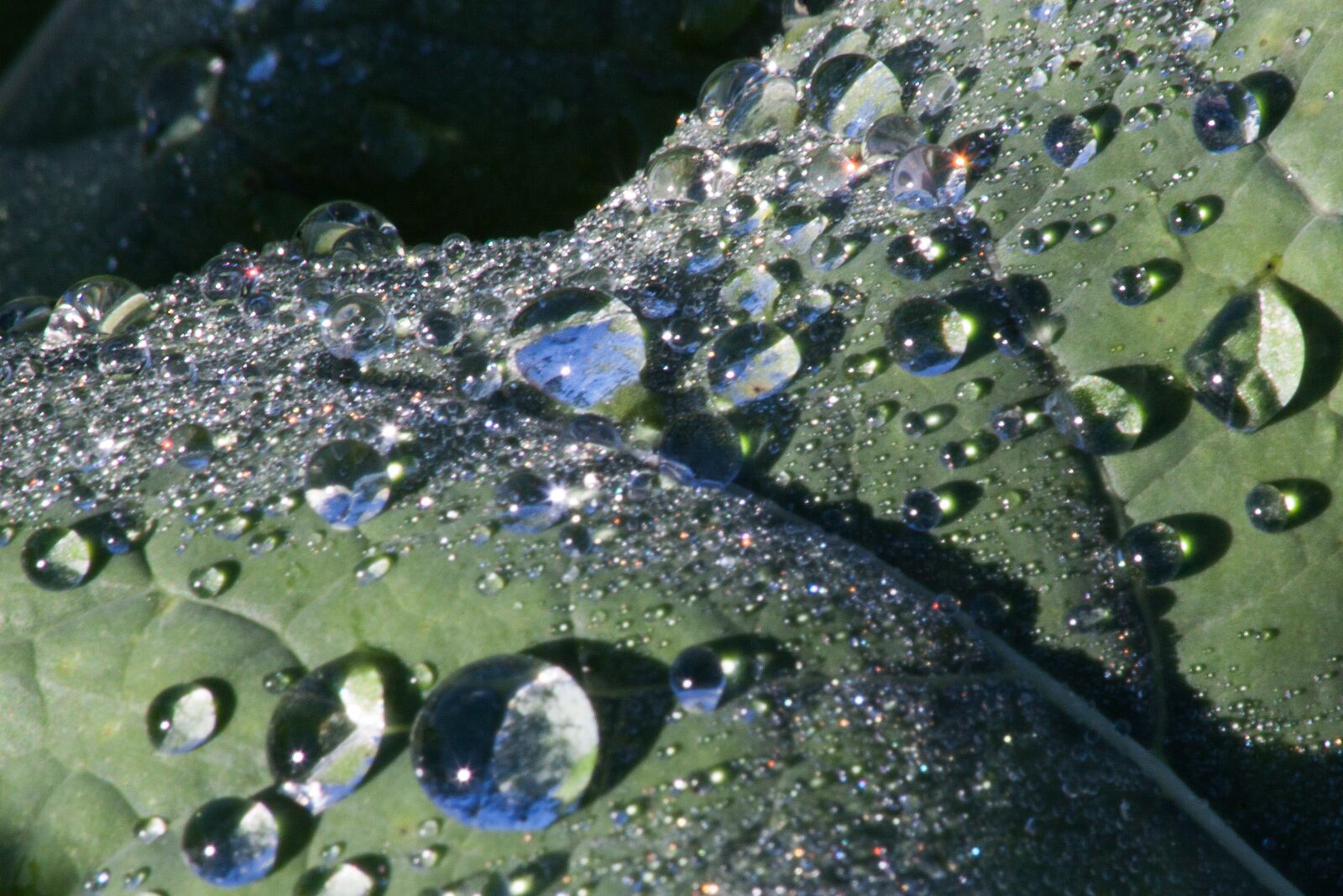 Canon EOS 50D sample photo. Leaf, beet leaf, dew photography