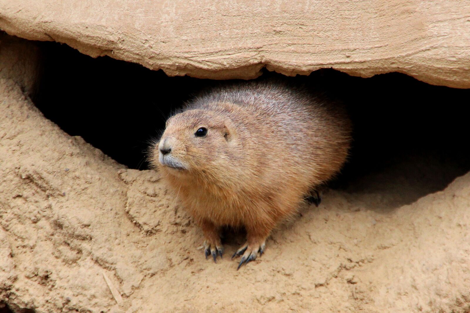 Canon EOS 600D (Rebel EOS T3i / EOS Kiss X5) sample photo. Zoo, marmot, animal photography