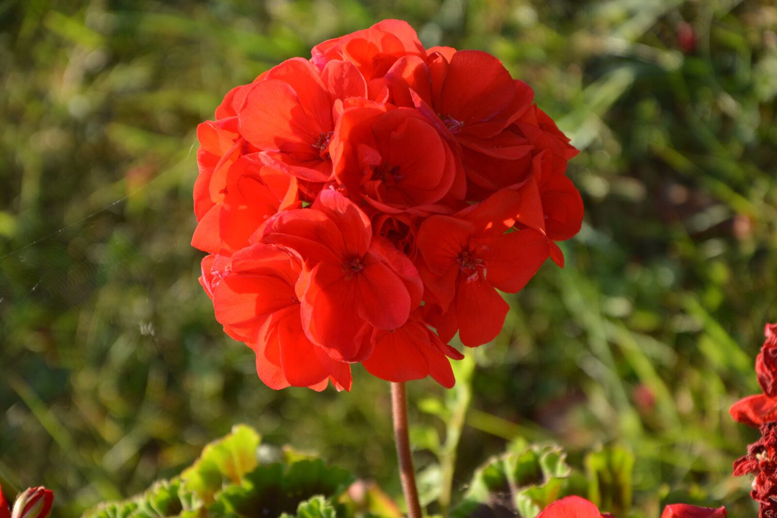 Nikon D5200 sample photo. Flower of geranium, red photography