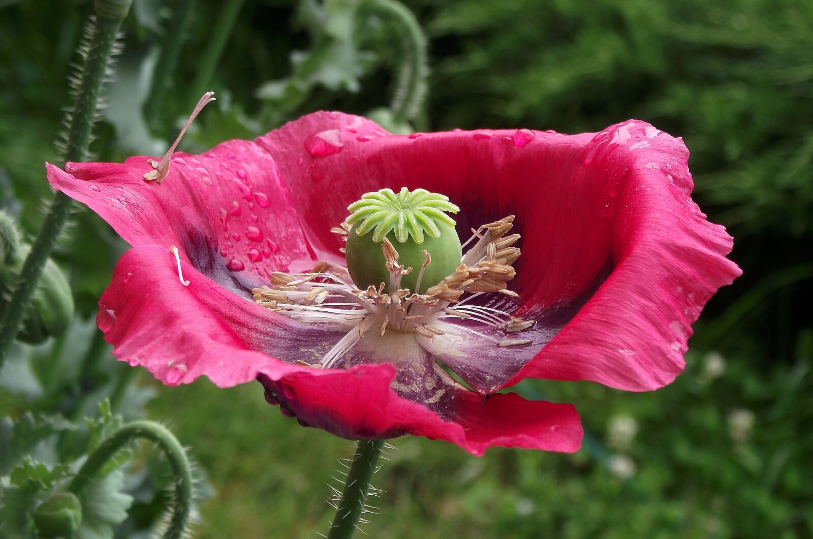 FujiFilm FinePix S1600 (FinePix S1770) sample photo. Flower, poppy garden, summer photography