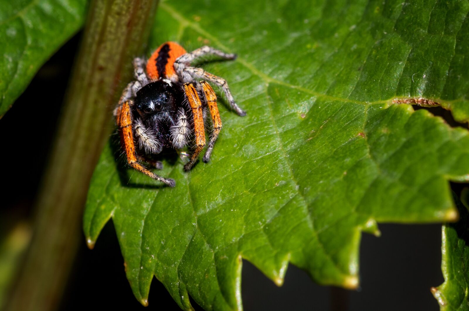 Canon EOS 1300D (EOS Rebel T6 / EOS Kiss X80) sample photo. Spider, salticidae, insect photography