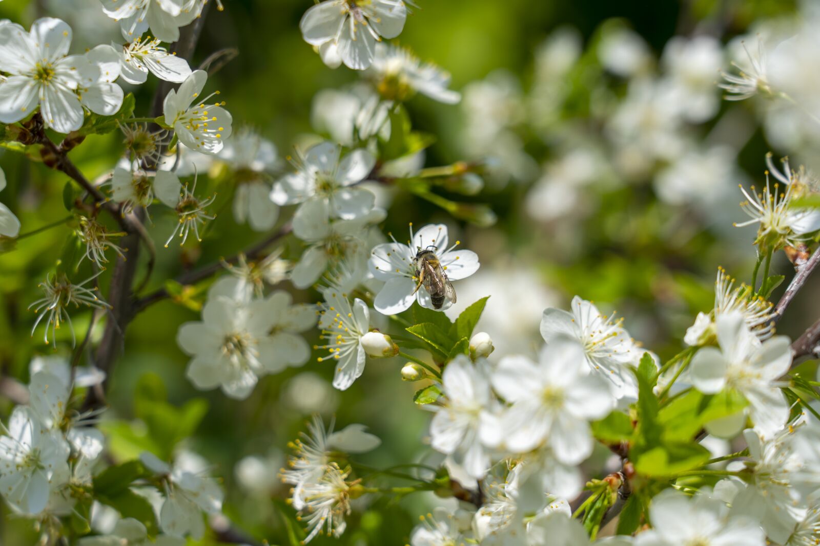 Sony a7 III sample photo. Bee, flowers, spring photography