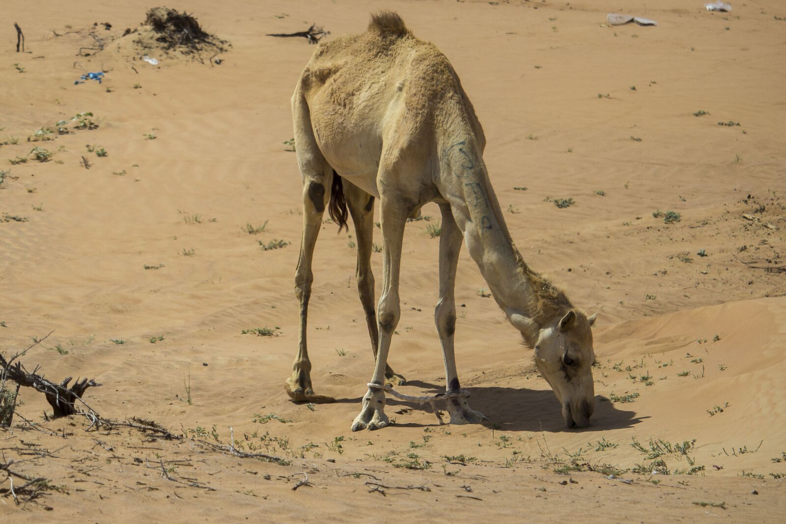 Canon EOS 1200D (EOS Rebel T5 / EOS Kiss X70 / EOS Hi) sample photo. Camel, camels, desert photography