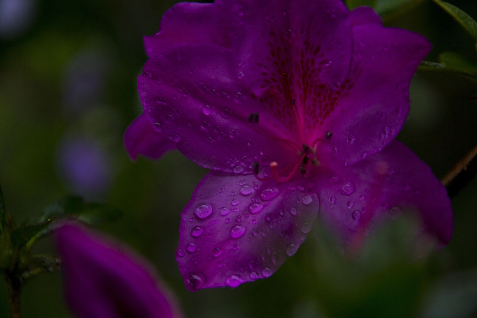Nikon D3100 sample photo. Drip, wet, flower photography
