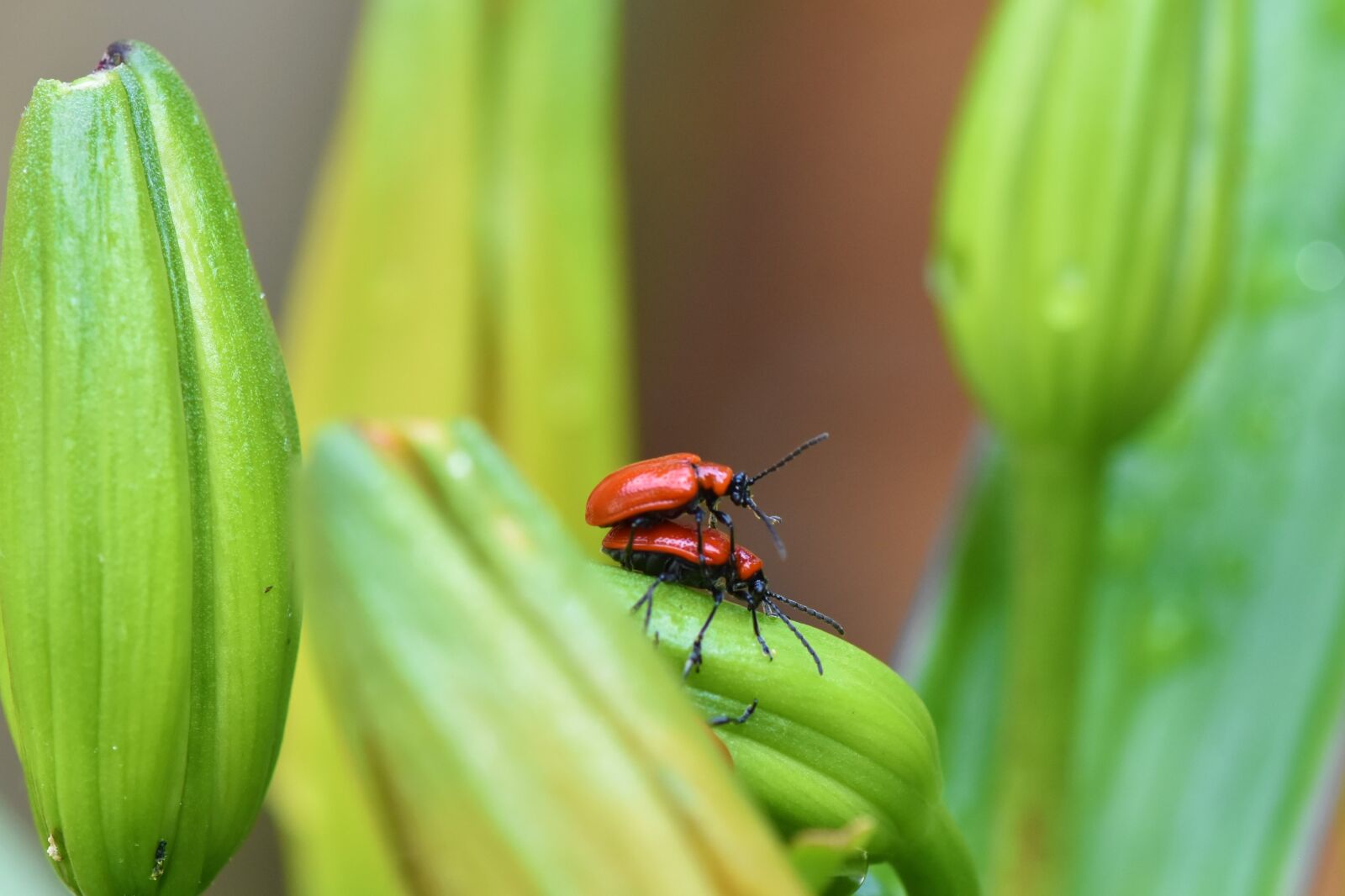 Nikon D7200 sample photo. Macro, nature insect photography