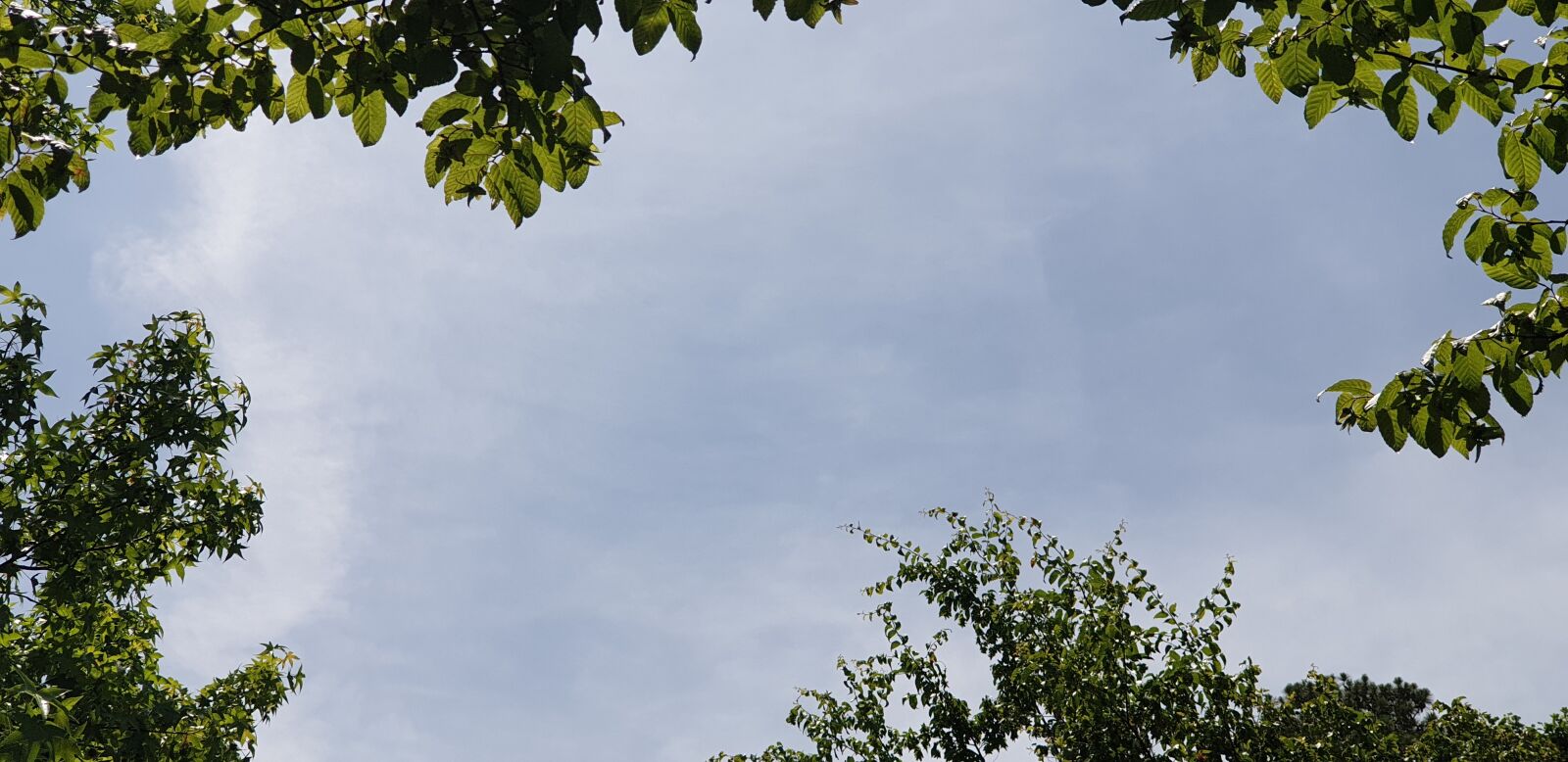 Samsung Galaxy Note9 sample photo. Sky, wood, cloud photography