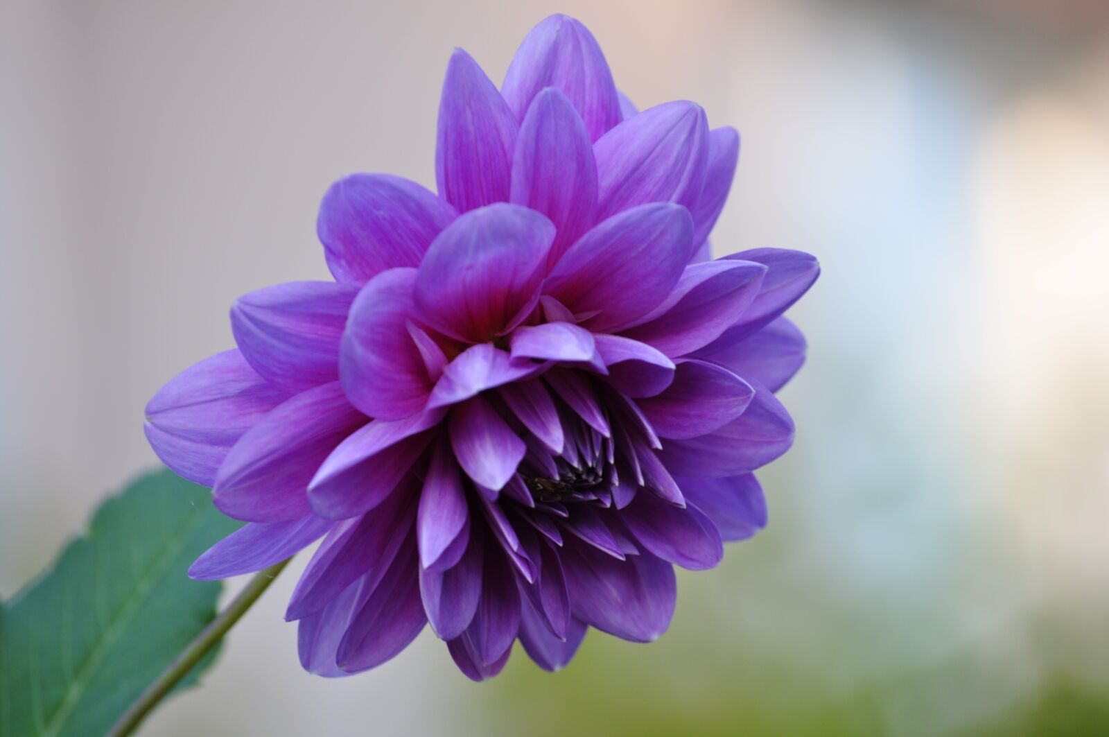 Nikon D5000 sample photo. Macro, flowers, nature photography