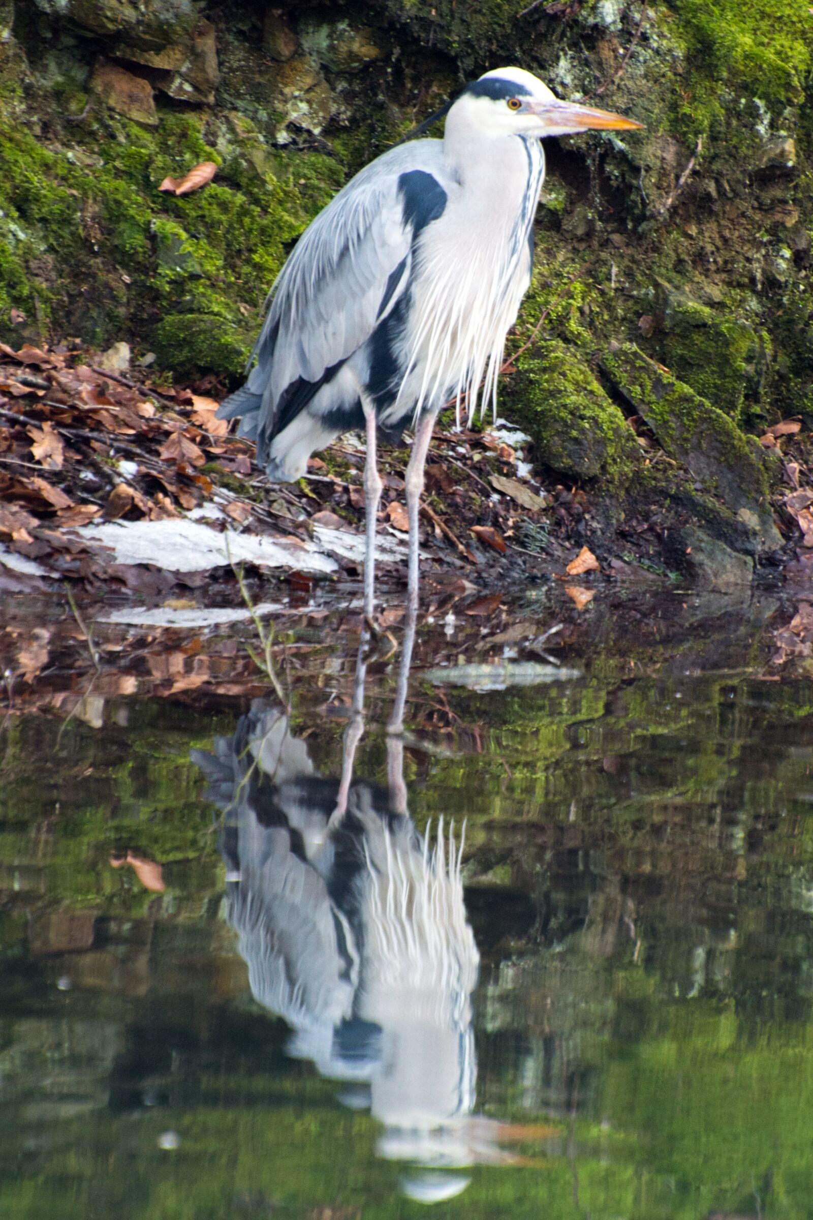 Nikon D3200 sample photo. Bird, heron, waters photography