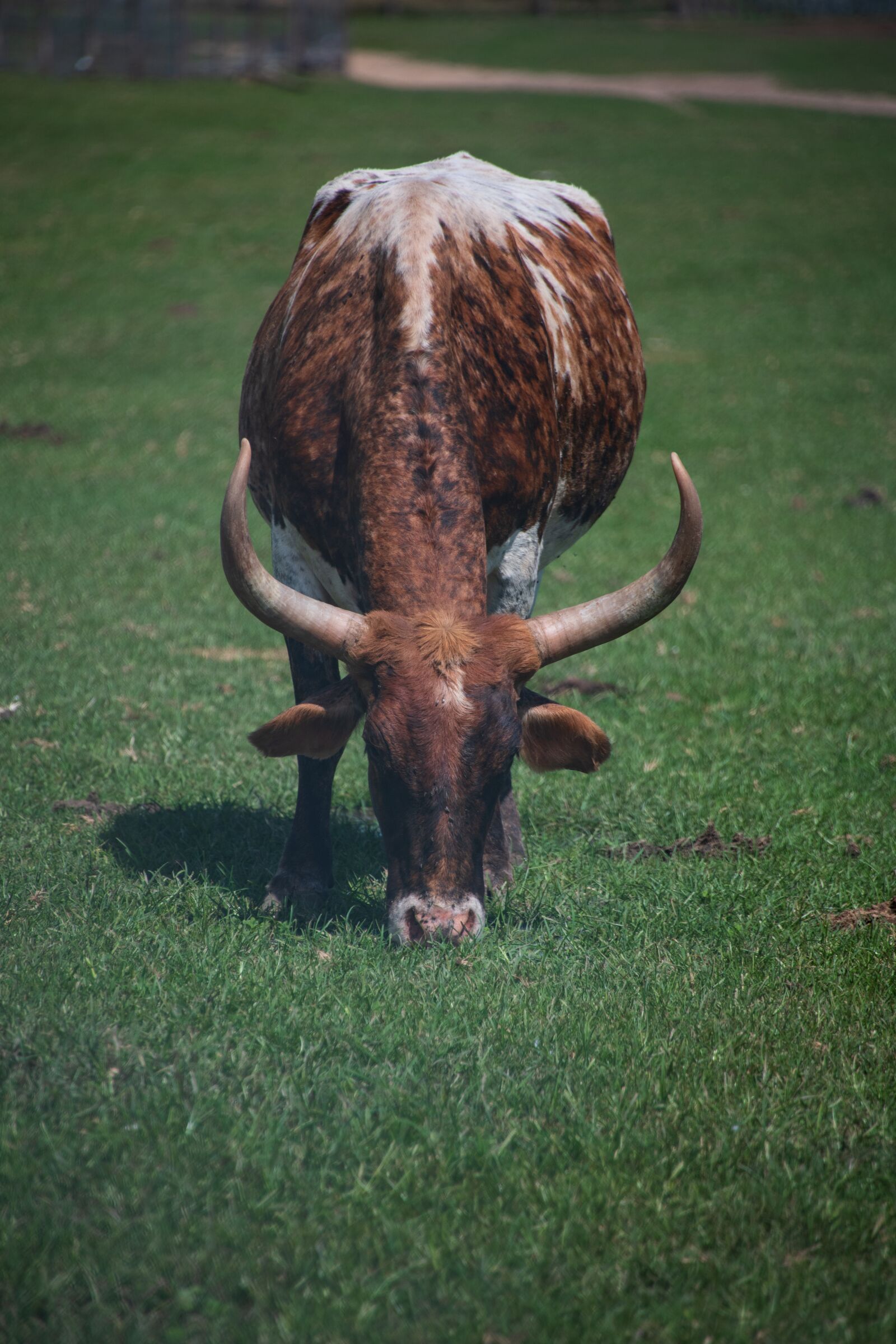 Nikon D850 sample photo. Cow, zoo, horns photography