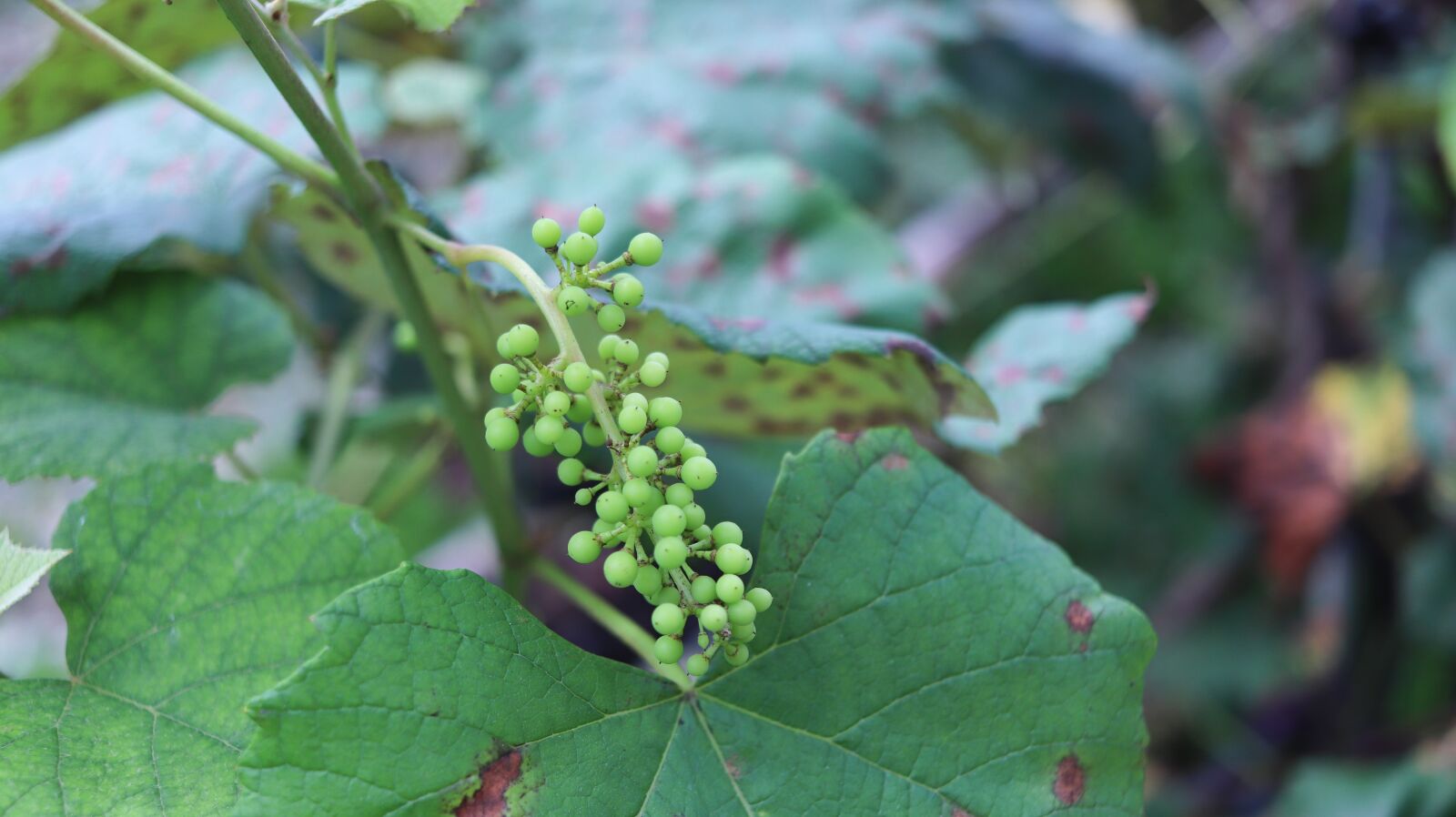 Canon EF-S 24mm F2.8 STM sample photo. Grapes, fruit, unripe photography
