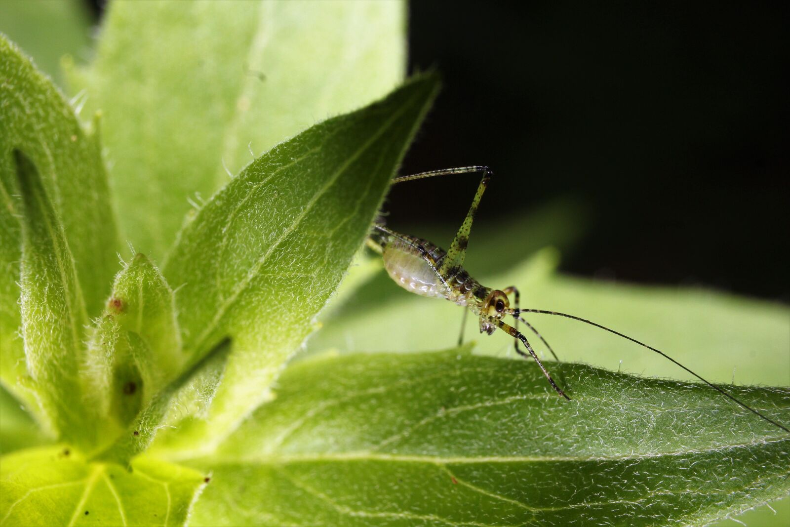 Canon EOS 1300D (EOS Rebel T6 / EOS Kiss X80) sample photo. Grasshopper, nature, insect photography