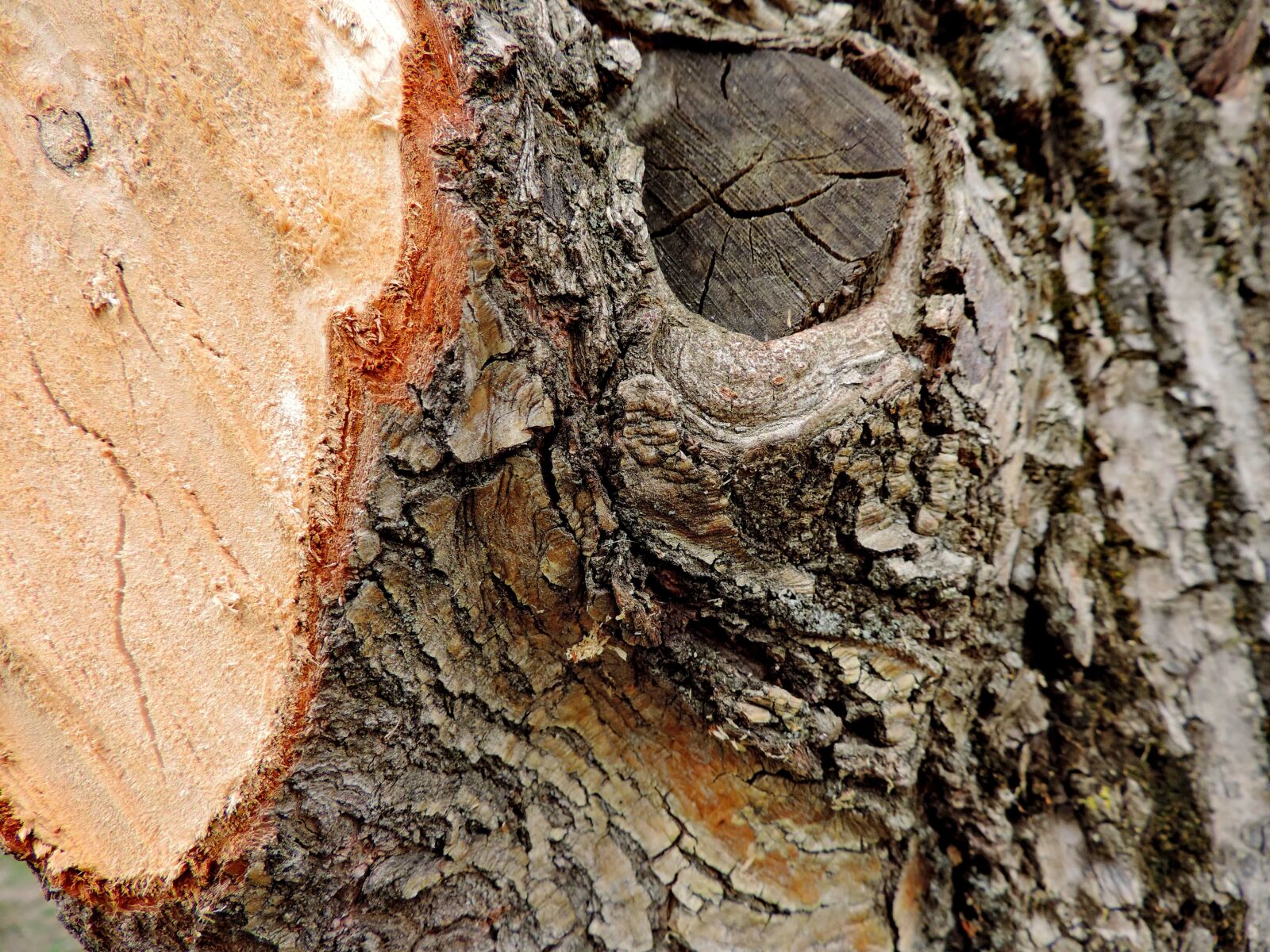 Nikon Coolpix P520 sample photo. Upclose, wood, texture, tree photography