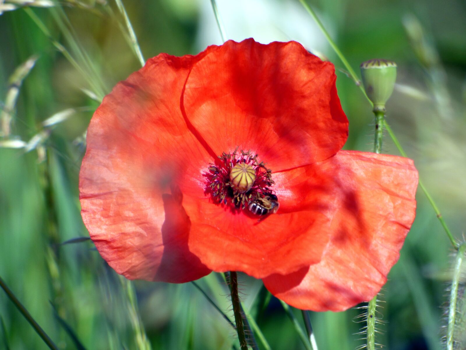 Panasonic DMC-FZ72 sample photo. Flower, poppy, nature photography
