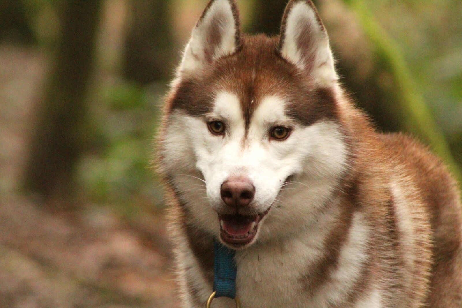 Canon EOS 4000D (EOS Rebel T100 / EOS 3000D) sample photo. Siberian husky, husky, dog photography