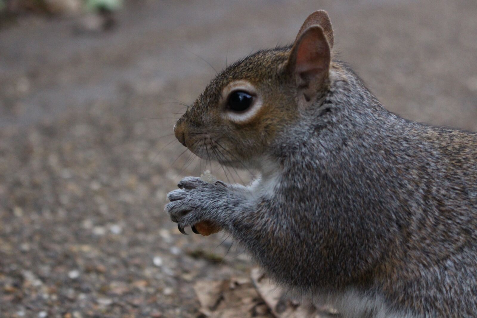 Canon EOS 700D (EOS Rebel T5i / EOS Kiss X7i) sample photo. Squirrel, nature, park photography