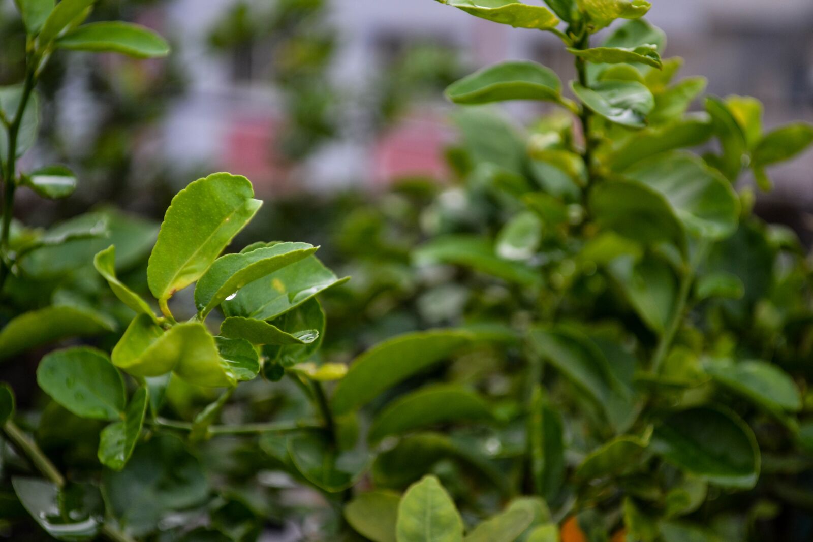 Nikon D3100 sample photo. Lemon leaves, plant, leaf photography