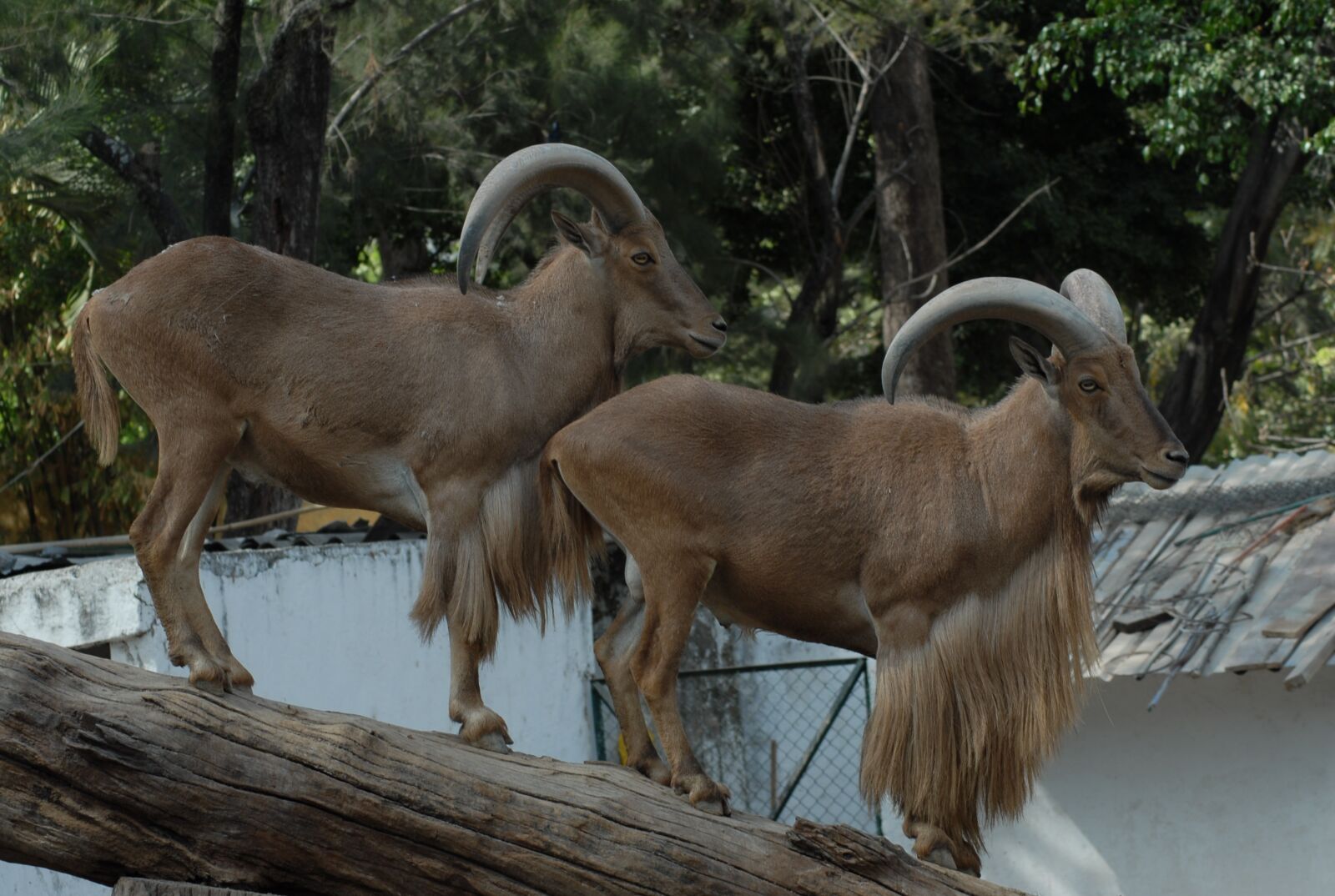 Nikon D200 sample photo. Horns, animal, zoo photography