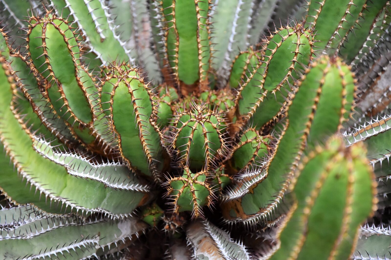 Nikon D7200 sample photo. Cactus, spur, prickly photography