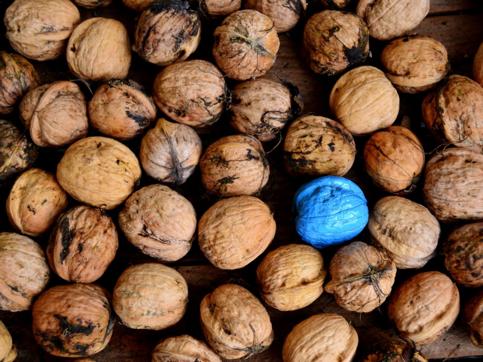 Nikon D3100 sample photo. Nuts, blue, turquoise photography