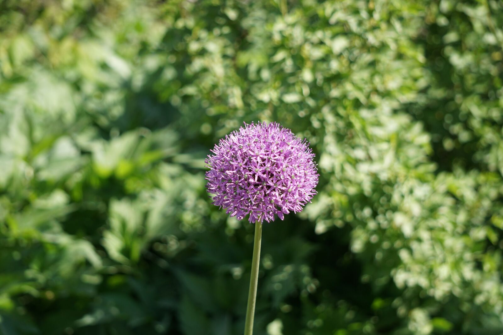Sony a6000 sample photo. Ornamental onion, nature, plant photography