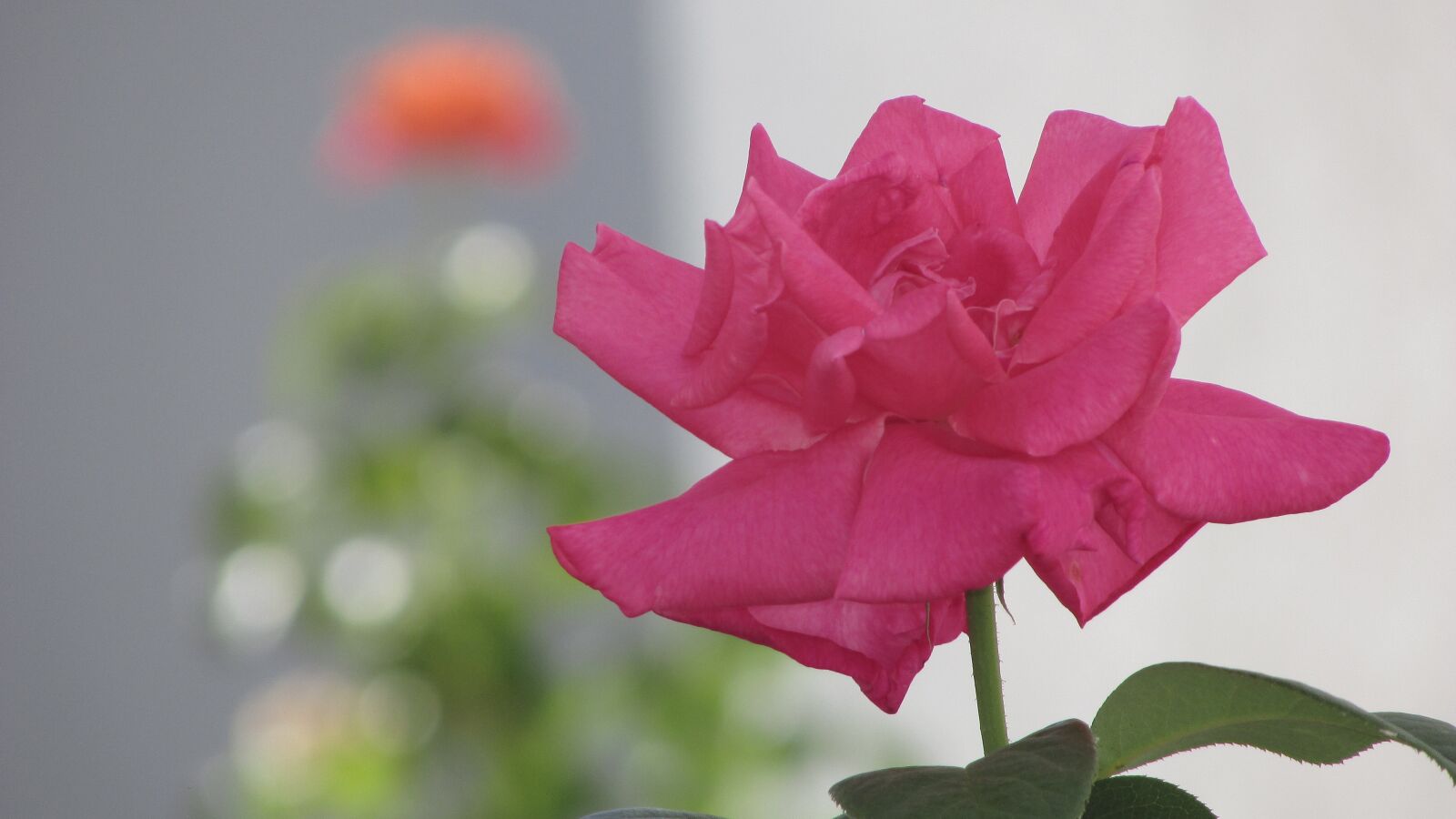 Canon PowerShot SX400 IS sample photo. Flower, rosa, beautiful photography
