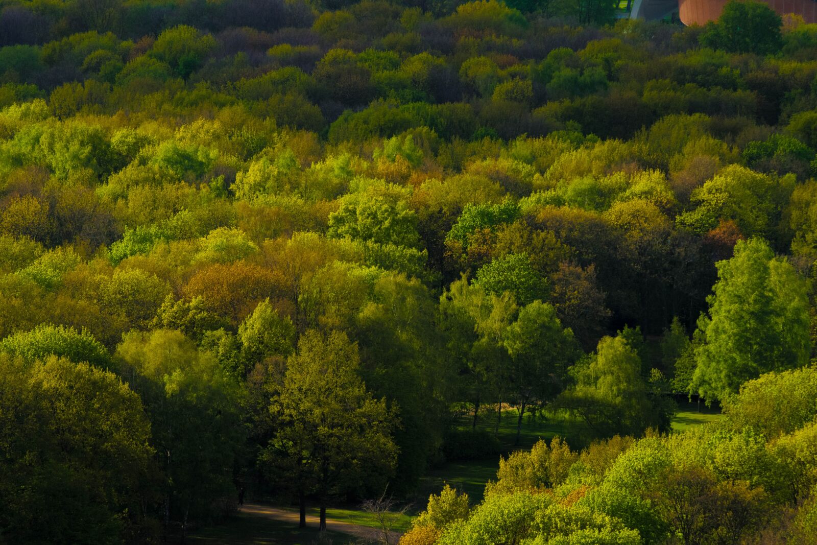 Nikon D3300 sample photo. Trees, forest, berlin photography