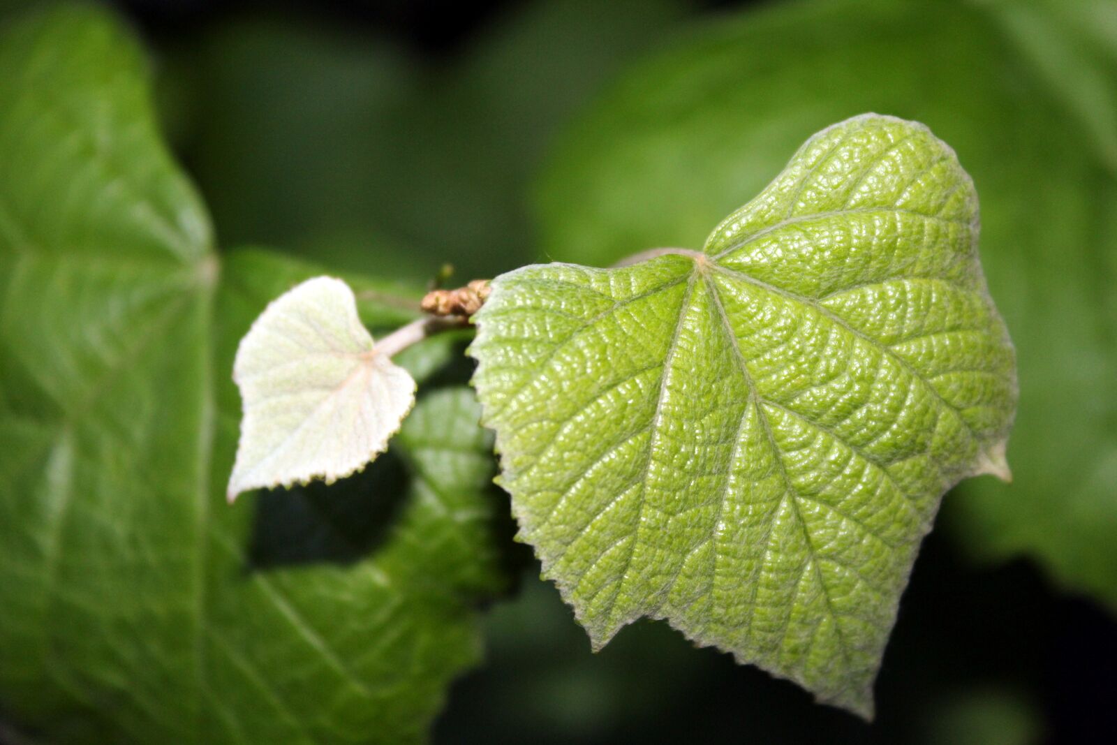 Canon EOS 1200D (EOS Rebel T5 / EOS Kiss X70 / EOS Hi) sample photo. Grape leaves, nature, green photography