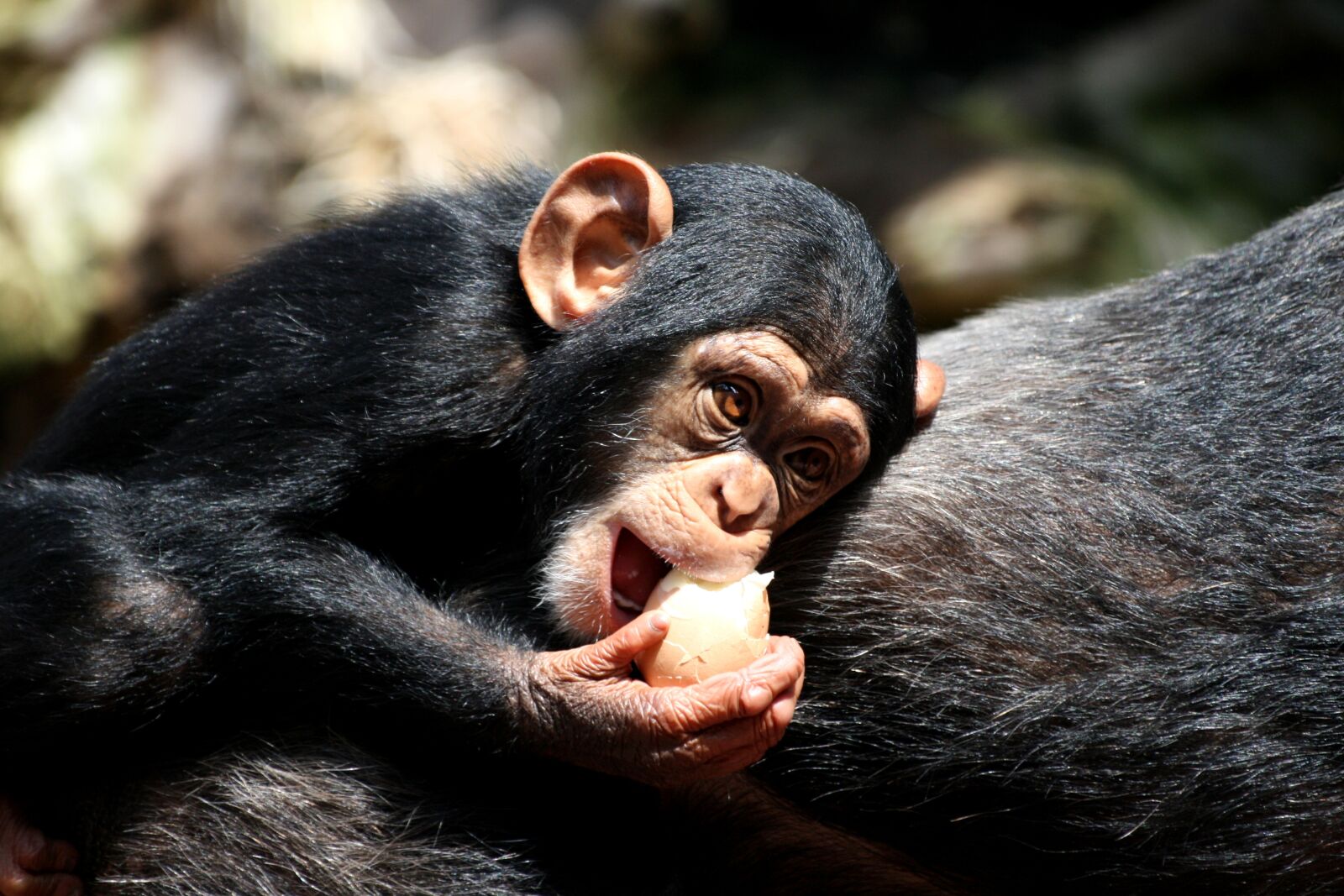 Canon EOS 400D (EOS Digital Rebel XTi / EOS Kiss Digital X) sample photo. Chimpanzee, zoo, gelsenkirchen photography