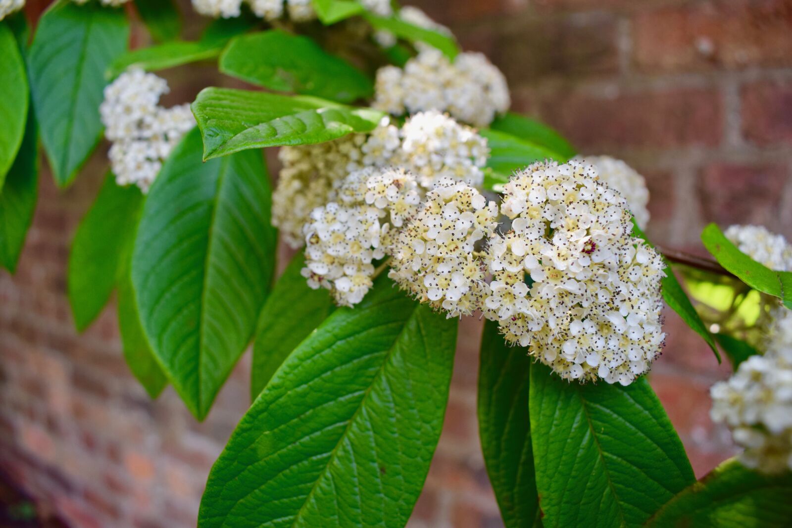 Nikon D3300 sample photo. Flower, white, blossom photography