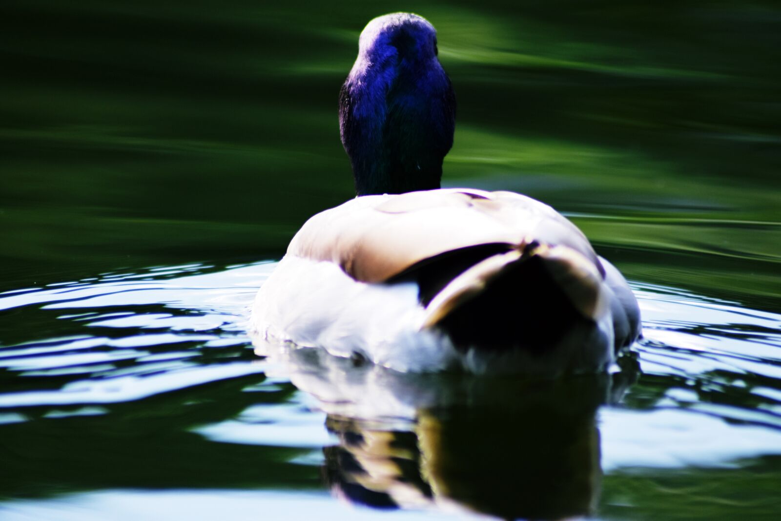Nikon D3400 sample photo. Mallard duck, aquatic, lake photography
