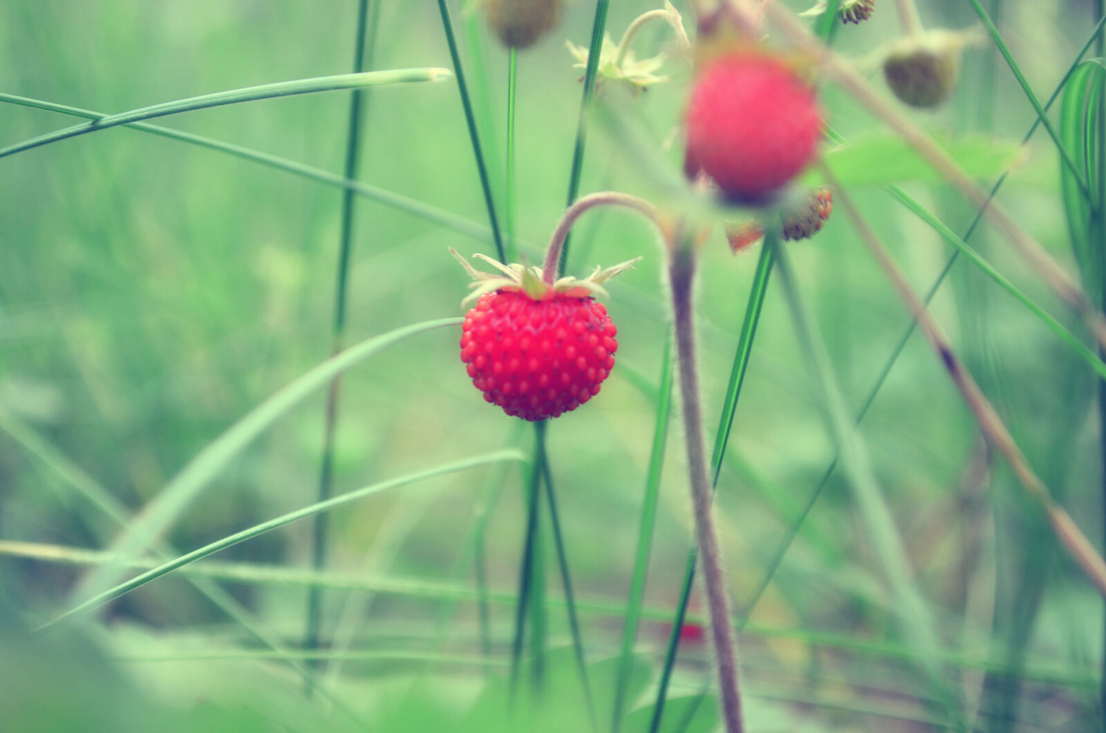 Nikon D5100 sample photo. Berry, strawberry, wild, berry photography