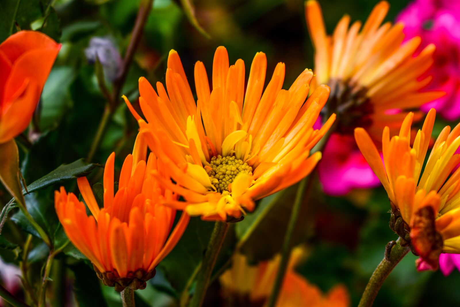 Nikon D3400 sample photo. Flower, nature, plant photography