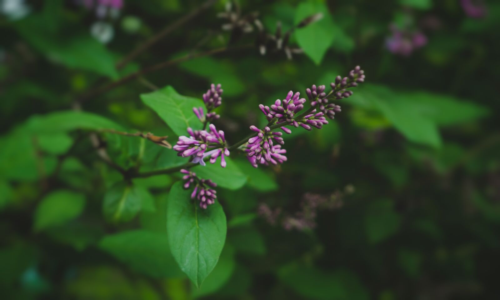 Nikon D5200 sample photo. Nature, flowers, garden photography